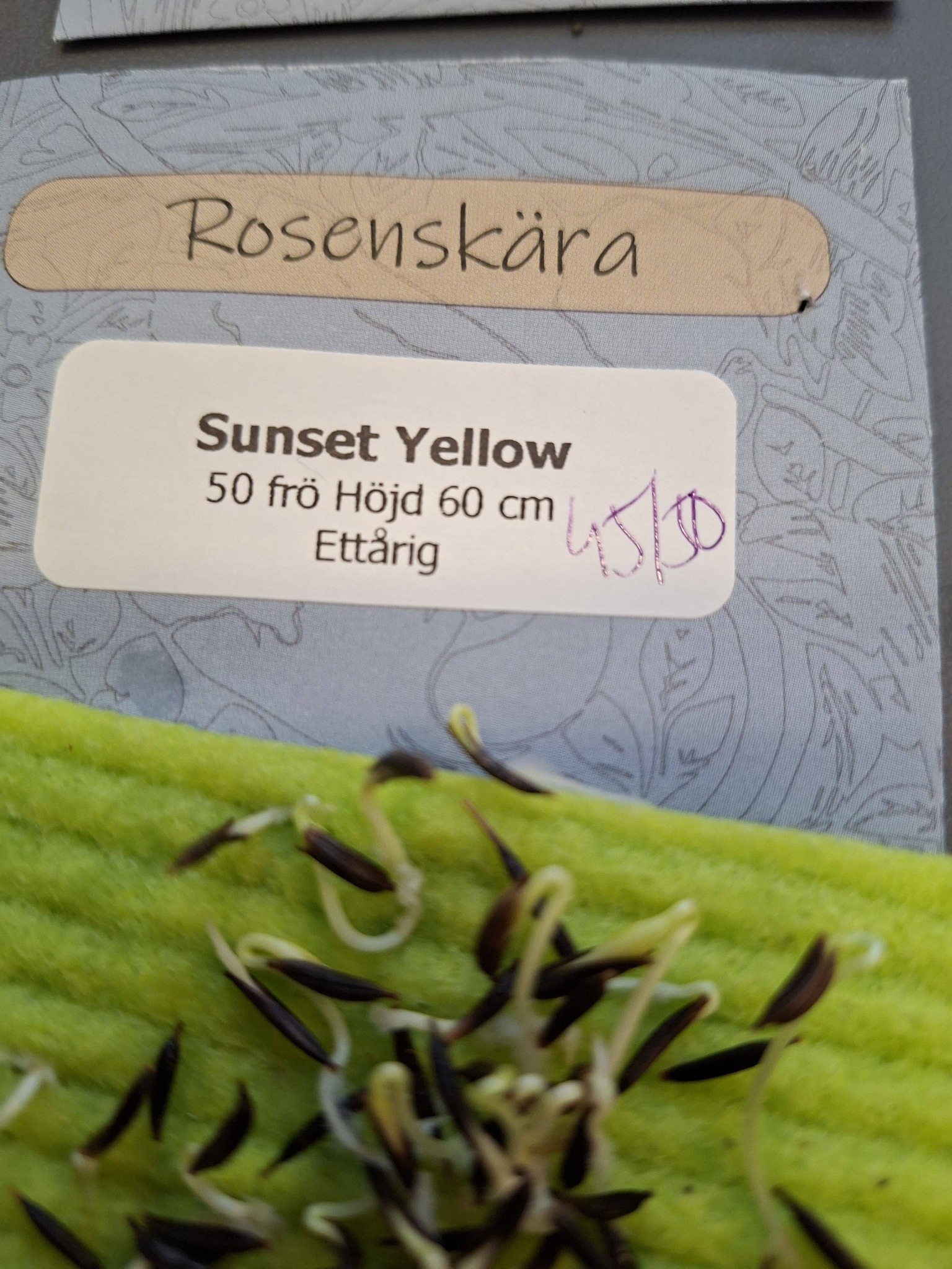 Rosenskära Sunset Yellow 50 frön - 2