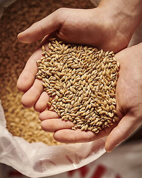 Eraclea pilsnermalt (Weyermann®), hel, 1 kg