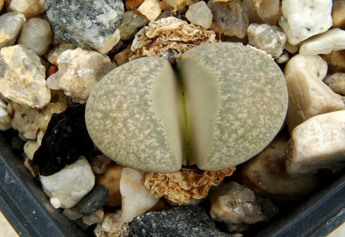 Lithops divergens v. amethystina C 201