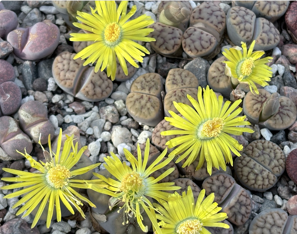 Lithops schwantesii cv. ‘Nutwerk’