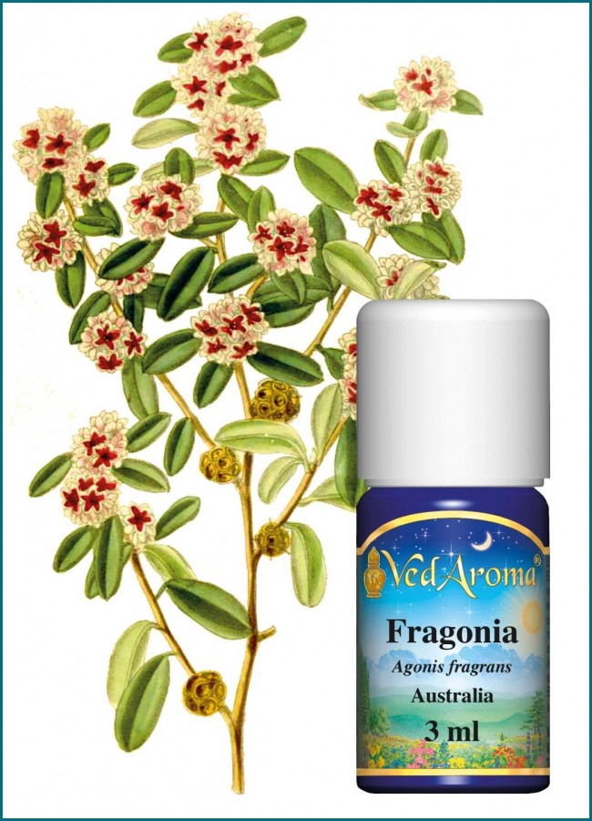 Fragonia Essential Oil (3 ml)