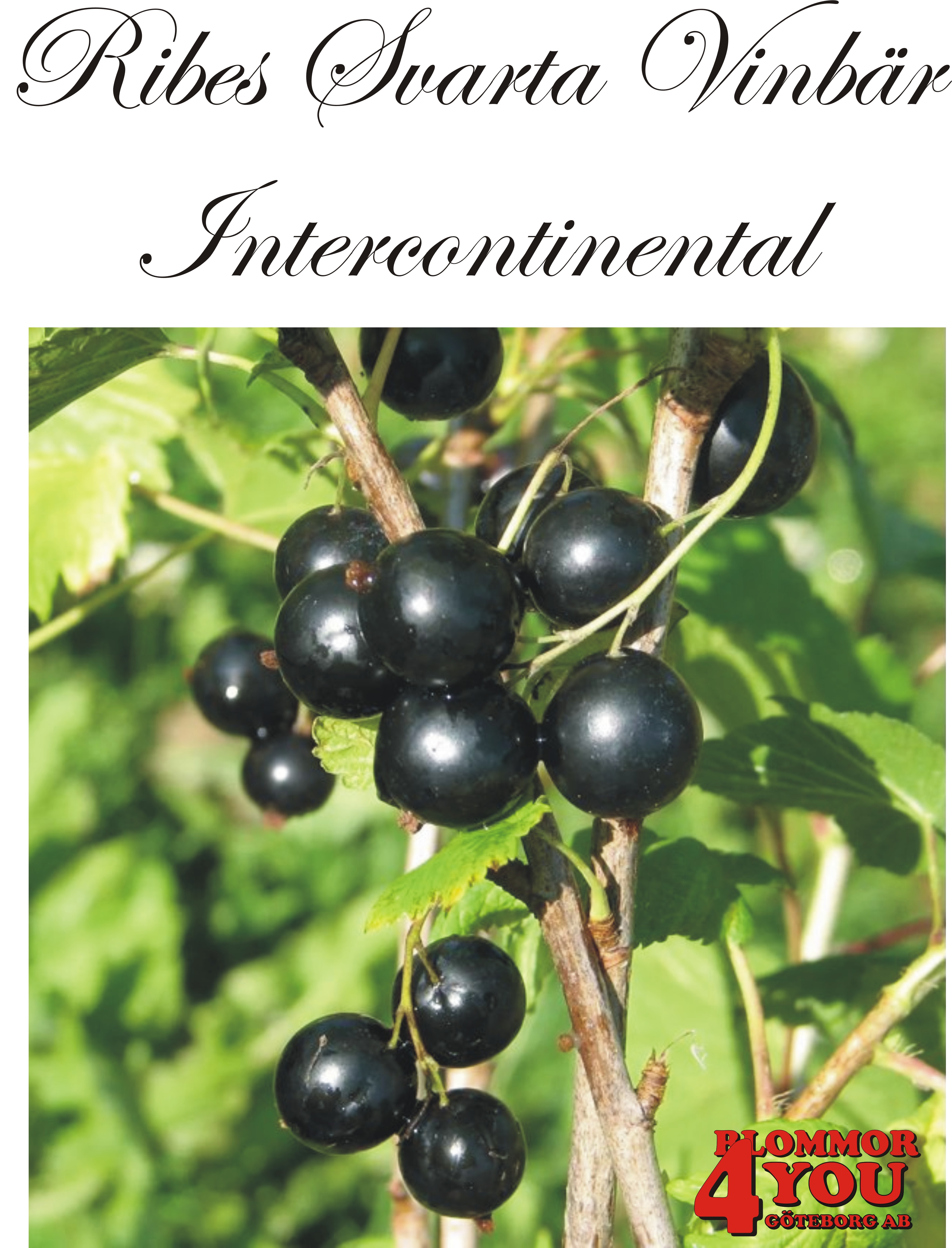 Ribes nigrum  (Svarta vinbär)  INTERCONTINETAL*   (EPS-cert) Busk C3,5