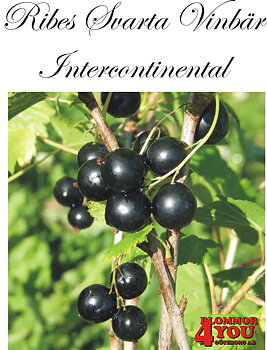 Ribes nigrum  (Svarta vinbär)  INTERCONTINETAL*   (EPS-cert) Busk C3,5