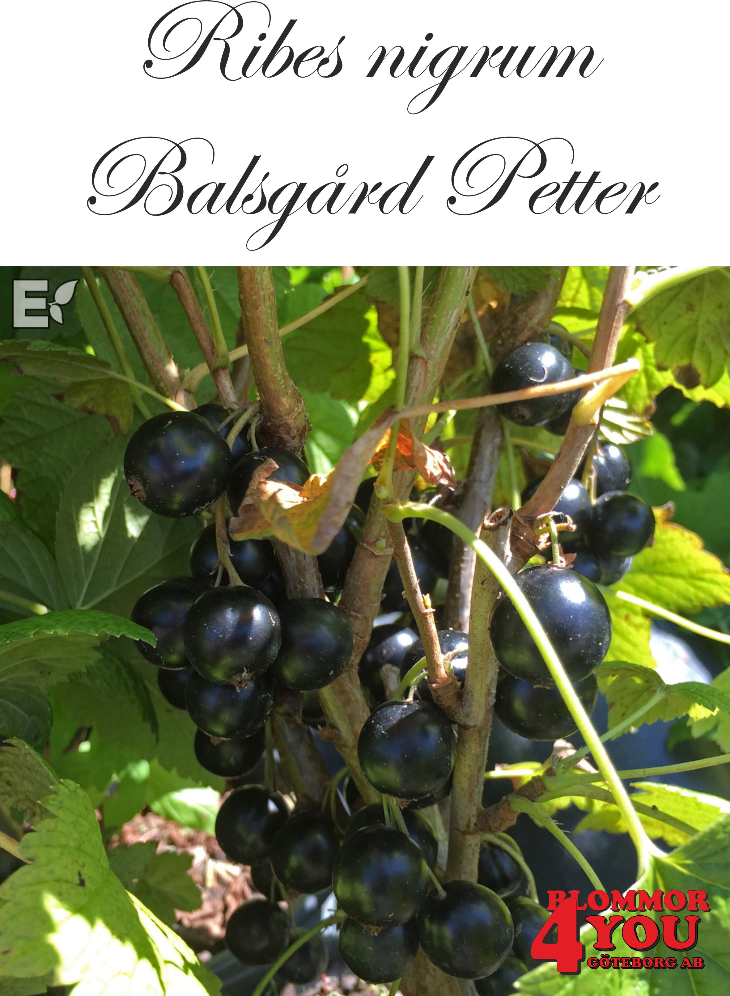 Ribes nigrum   (Svarta vinbär)    BALSGÅRD PETTER®    (BRi 9508-3A) (cert)   Busk C3,5