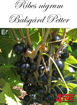 Ribes nigrum   (Svarta vinbär)    BALSGÅRD PETTER®    (BRi 9508-3A) (cert)   Busk C3,5