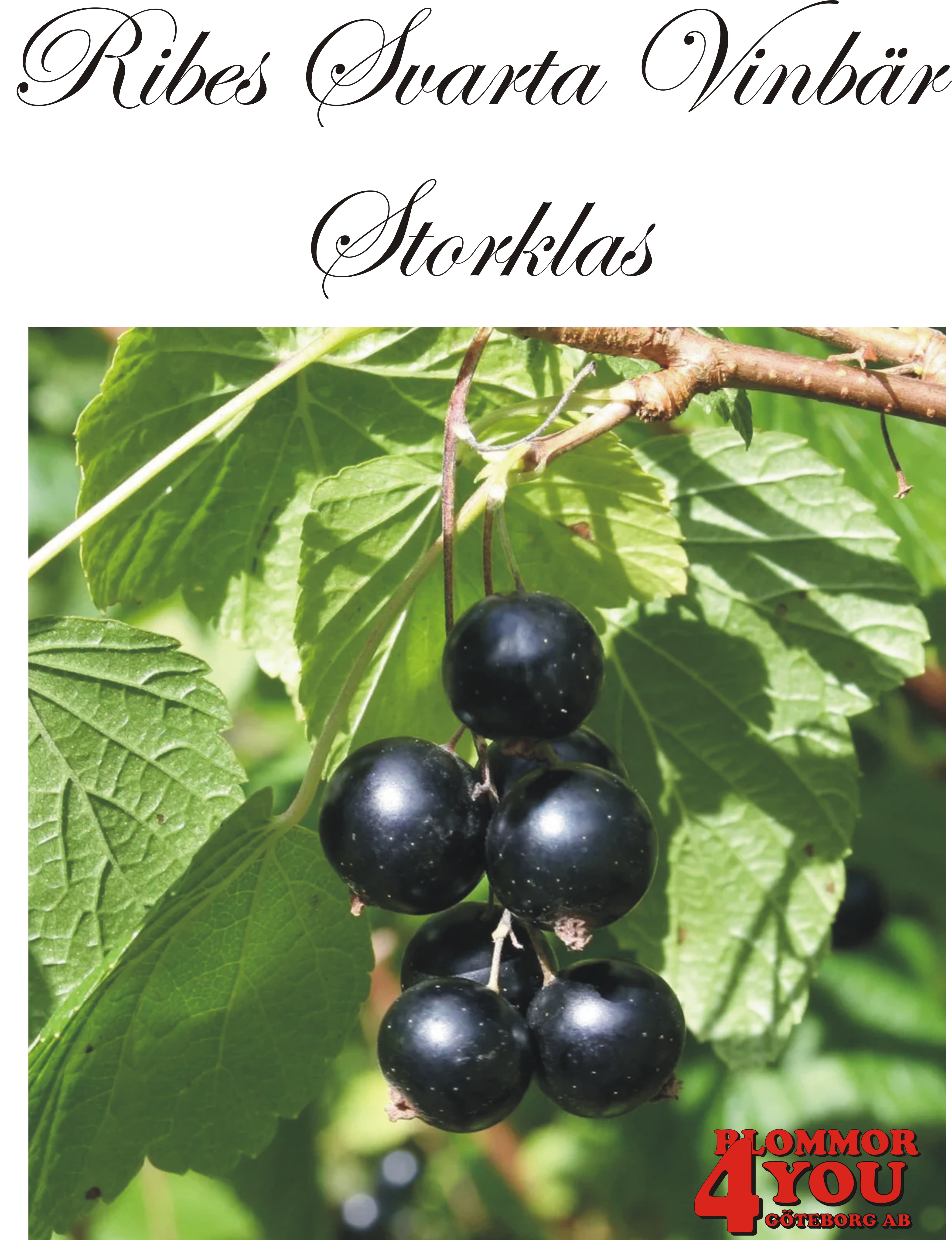 Ribes nigrum   (Svarta vinbär)    STORKLAS (CAC)   Busk C3,5