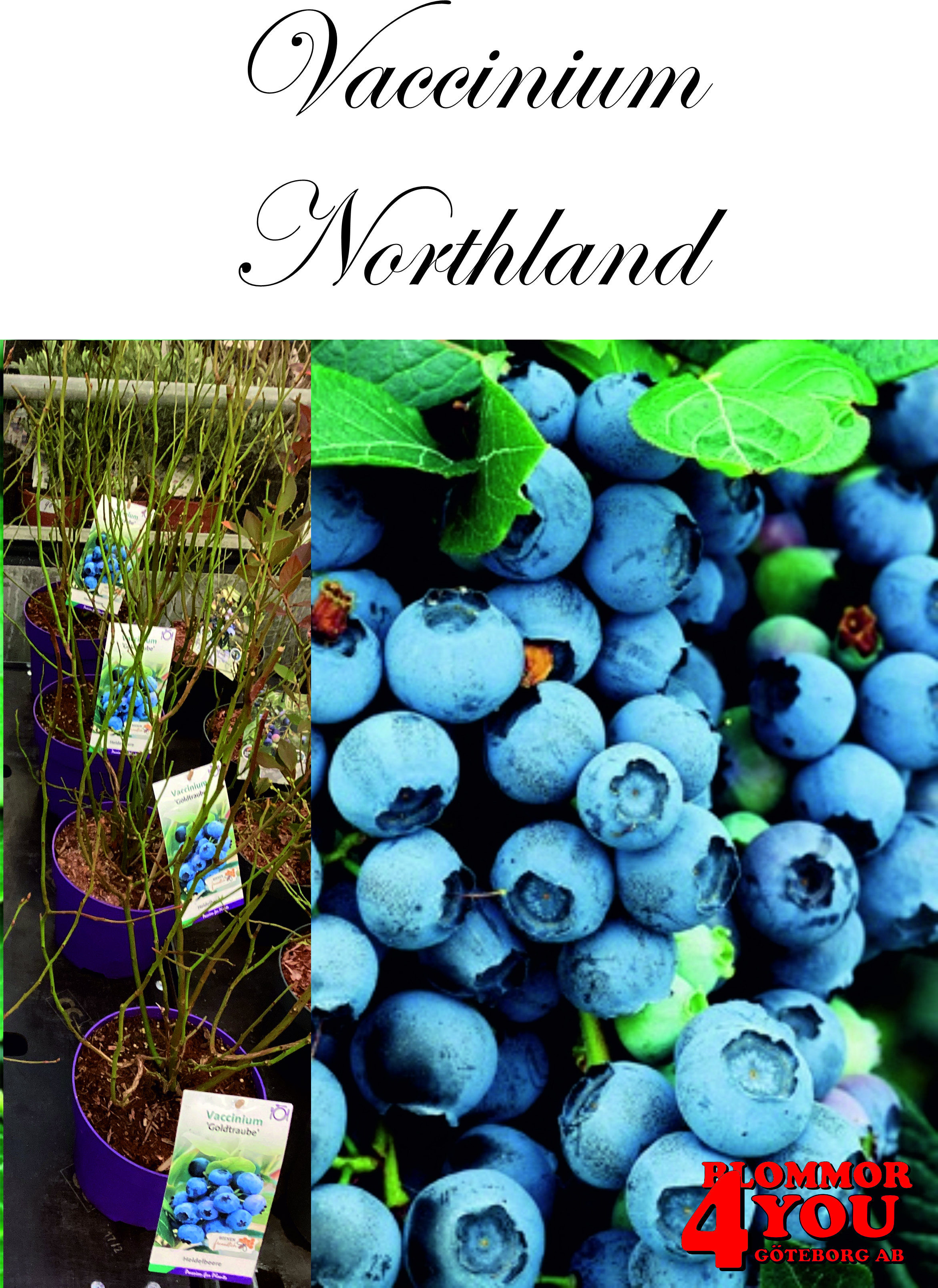 Amerikanskt blåbär  Vaccinium (Angustifolium) NORTHLAND (CAC) Busk C3,5