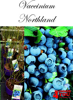 Amerikanskt blåbär  Vaccinium (Angustifolium) NORTHLAND (CAC) Busk C3,5