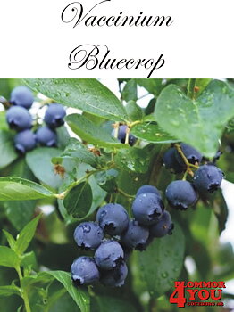 Amerikanskt blåbär  Vaccinium corymbosum BLUECROP   (CAC) Busk C3,5
