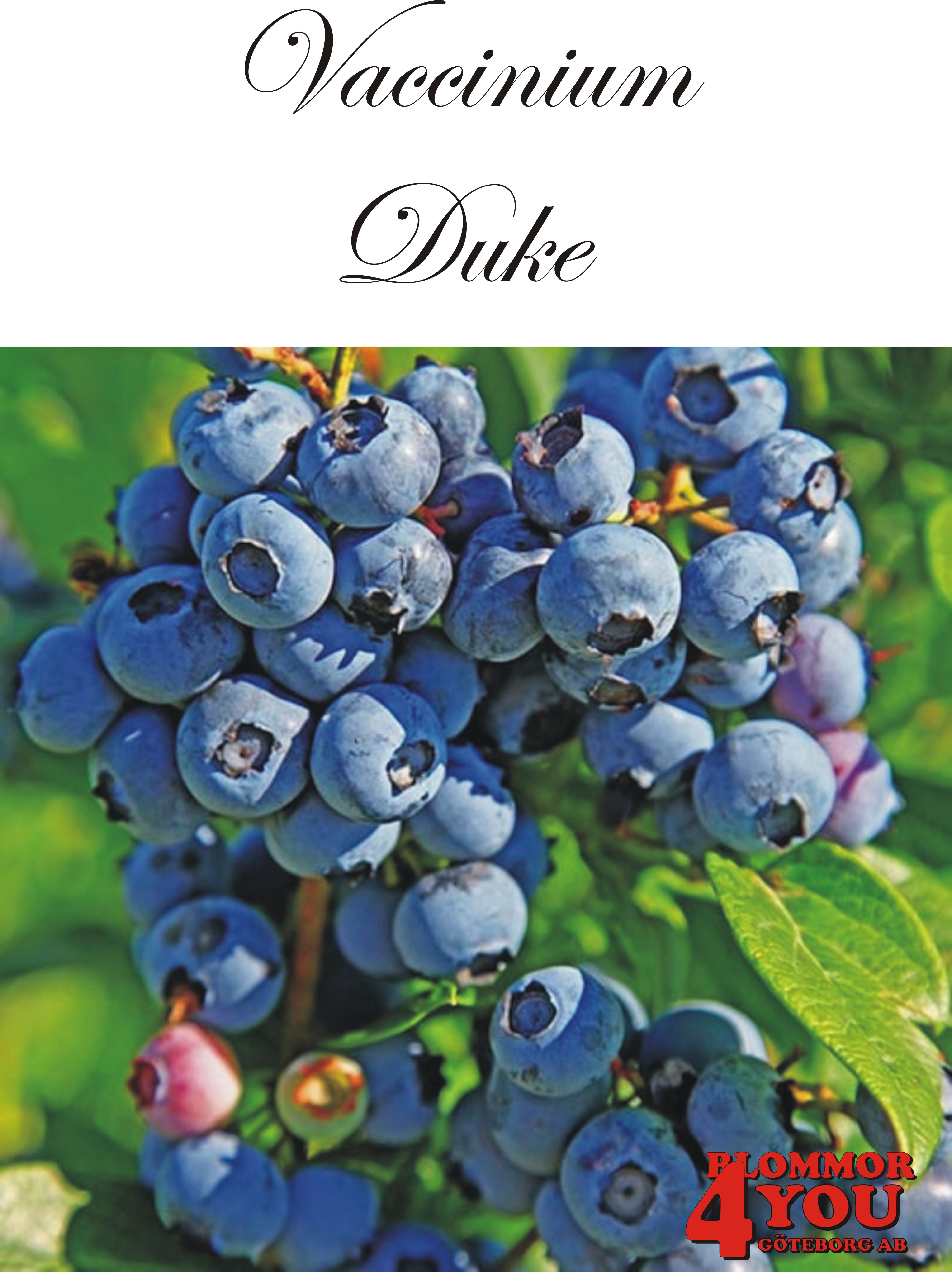 Amerikanskt blåbär  Vaccinium corymbosum Duke  (CAC) Busk C3,5