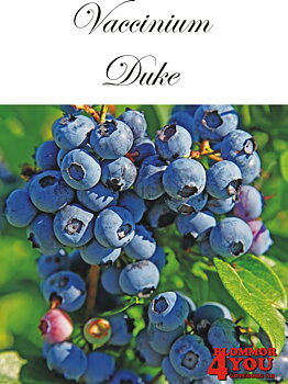 Amerikanskt blåbär  Vaccinium corymbosum Duke  (CAC) Busk C3,5