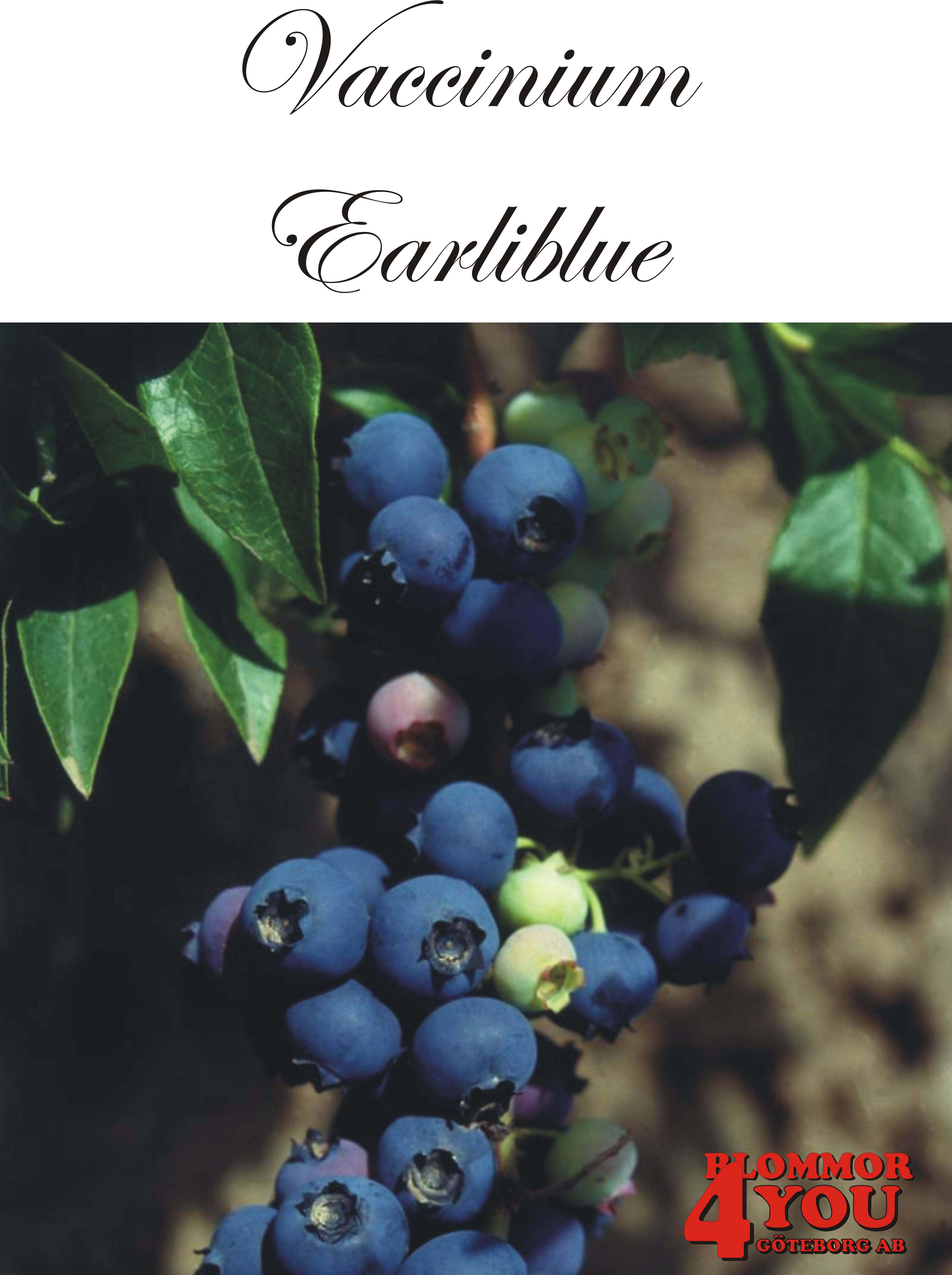 Amerikanskt blåbär    Vaccinium corymbosum EARLIBLUE   (CAC) Busk C3,5