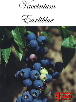 Amerikanskt blåbär    Vaccinium corymbosum EARLIBLUE   (CAC) Busk C3,5