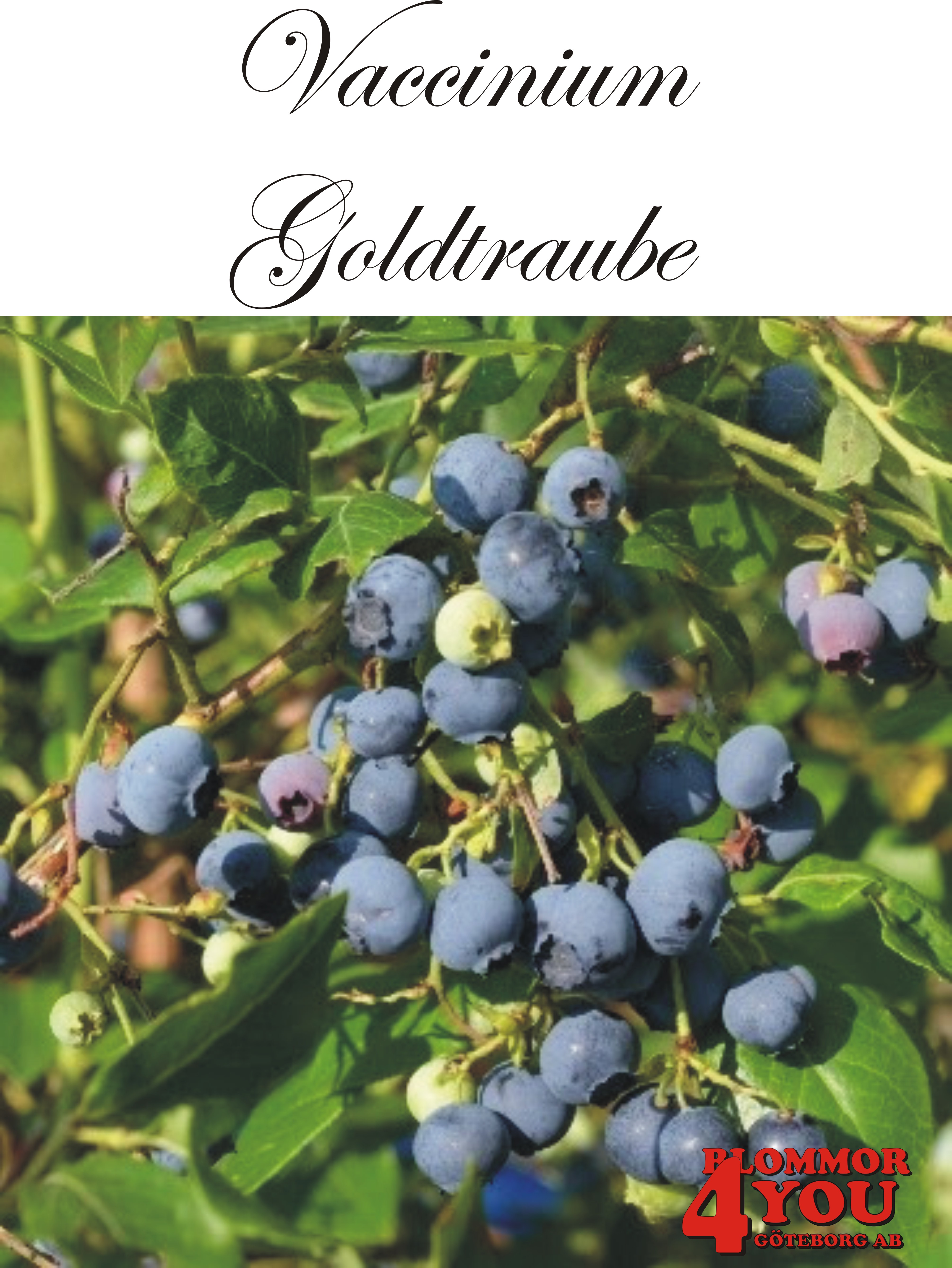 Amerikanskt blåbär  Vaccinium   corymbosum GOLDTRAUBE 71 (CAC)   Busk C3,5
