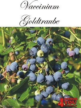 Amerikanskt blåbär  Vaccinium   corymbosum GOLDTRAUBE 71 (CAC)   Busk C3,5
