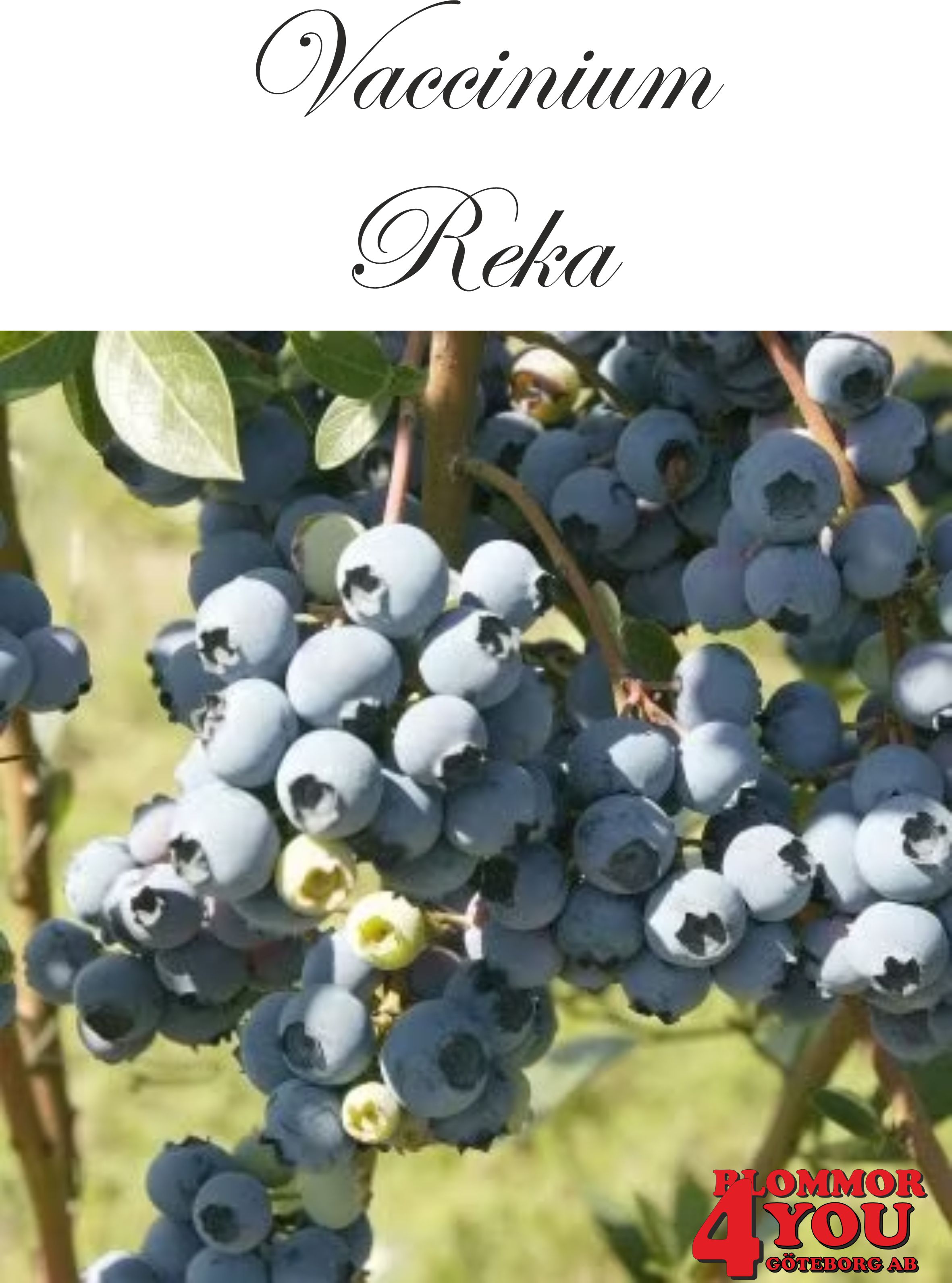Amerikanskt blåbär  Vaccinium corymbosum Reka   (EPS-cert) Busk C3,5