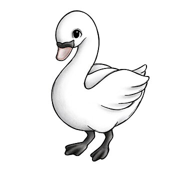 Siri the swan 