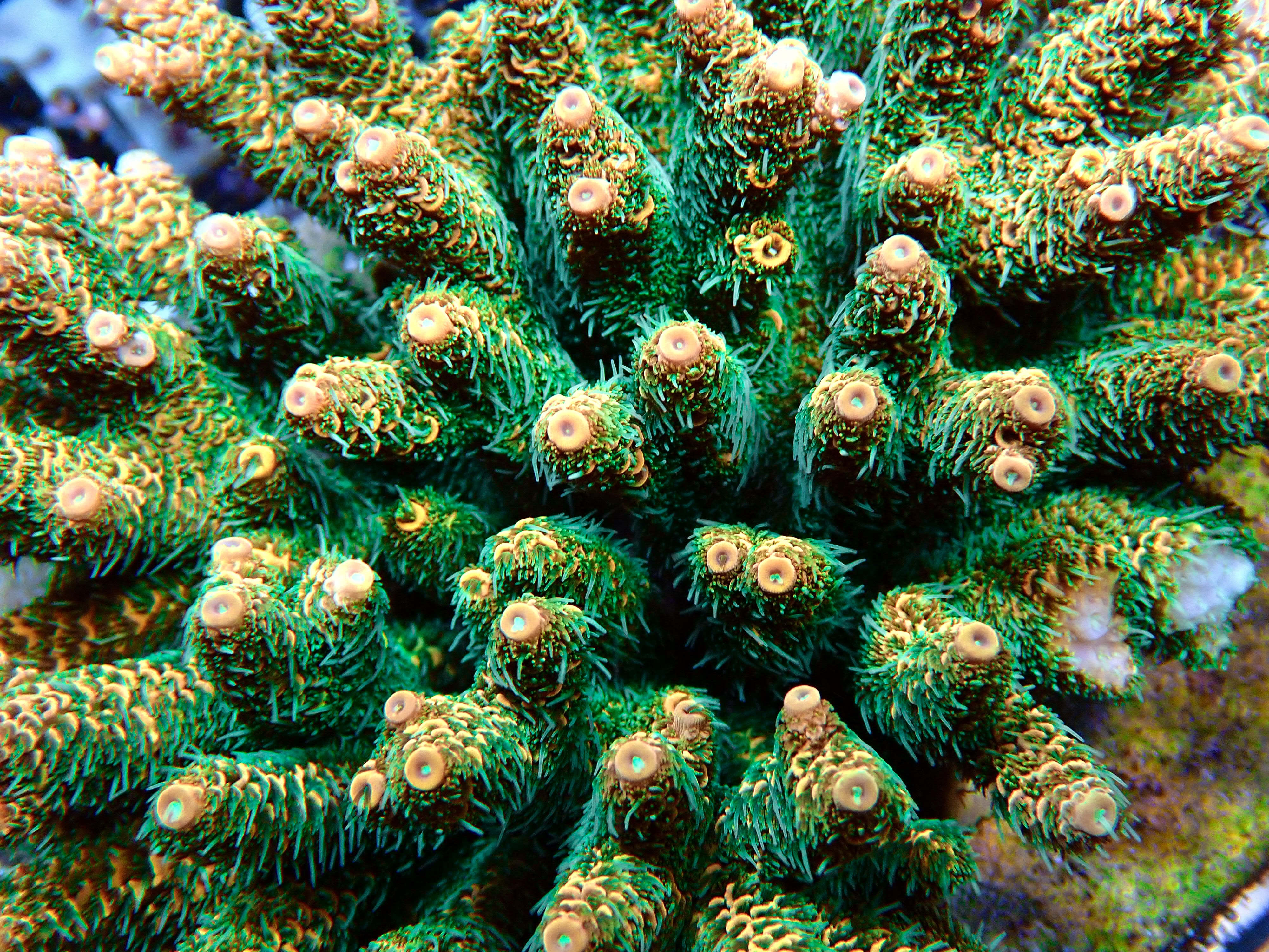 Acropora Millepora OOL Dreamy Sunset - Salt i Väst