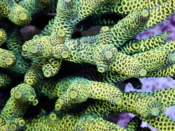 Acropora Millepora  OOL Golden Emerald
