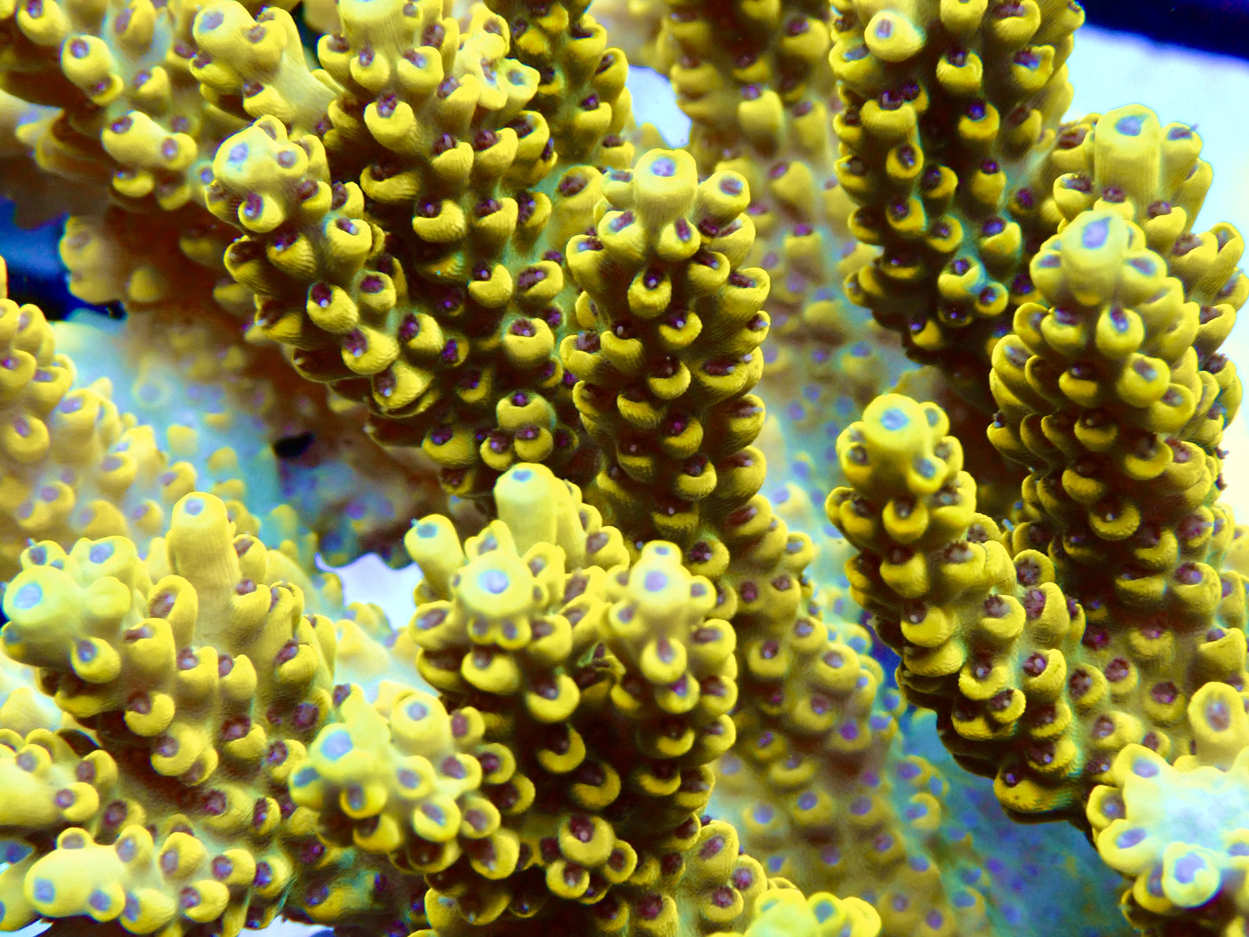 Acropora spp. OOL Pikachu
