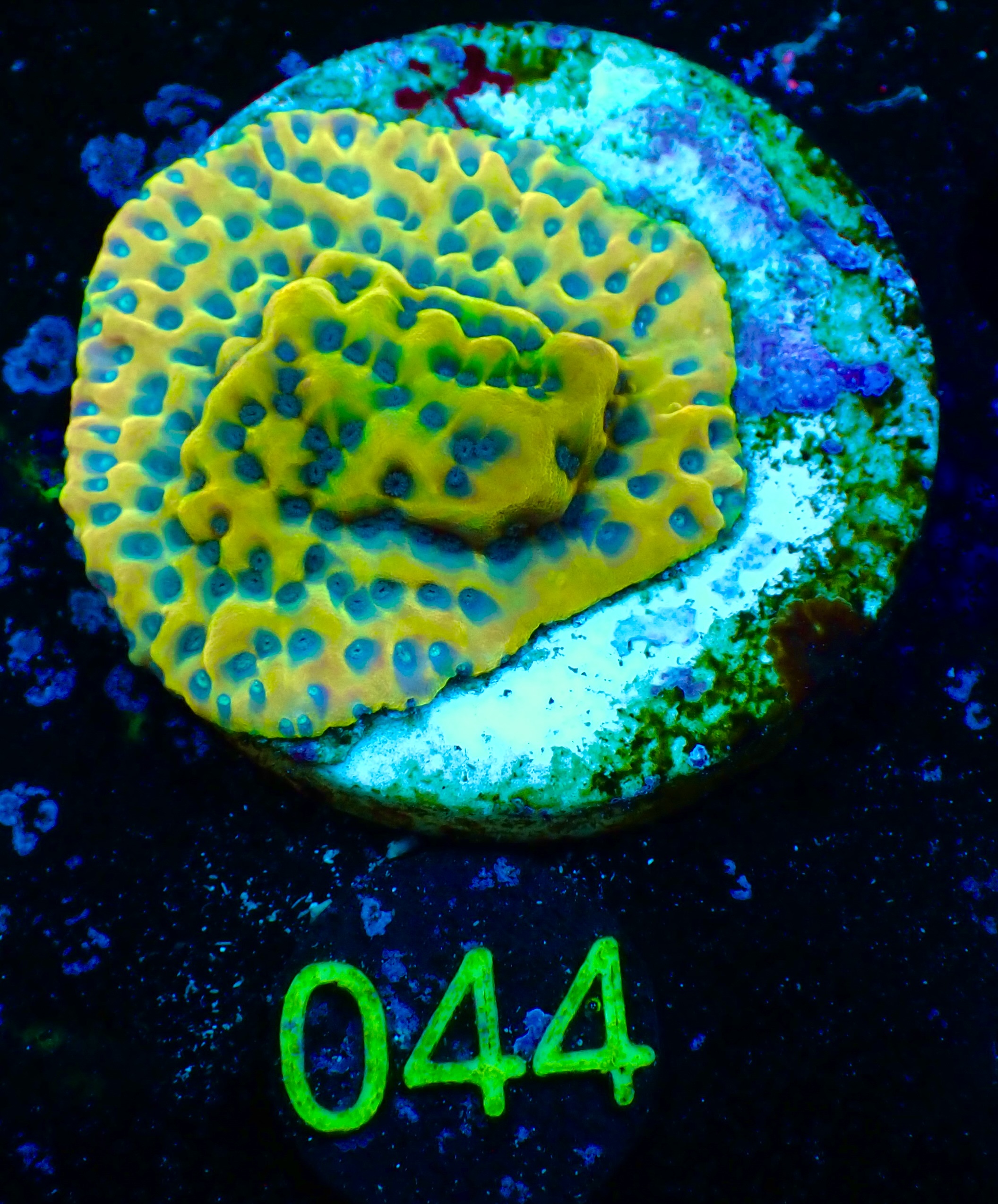Montipora Danae ultra blue polyp