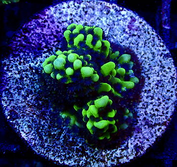 Montipora Capitata