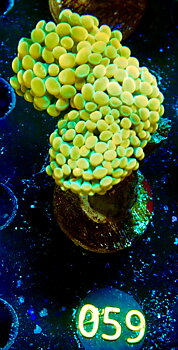 Euphyllia paraancora golden