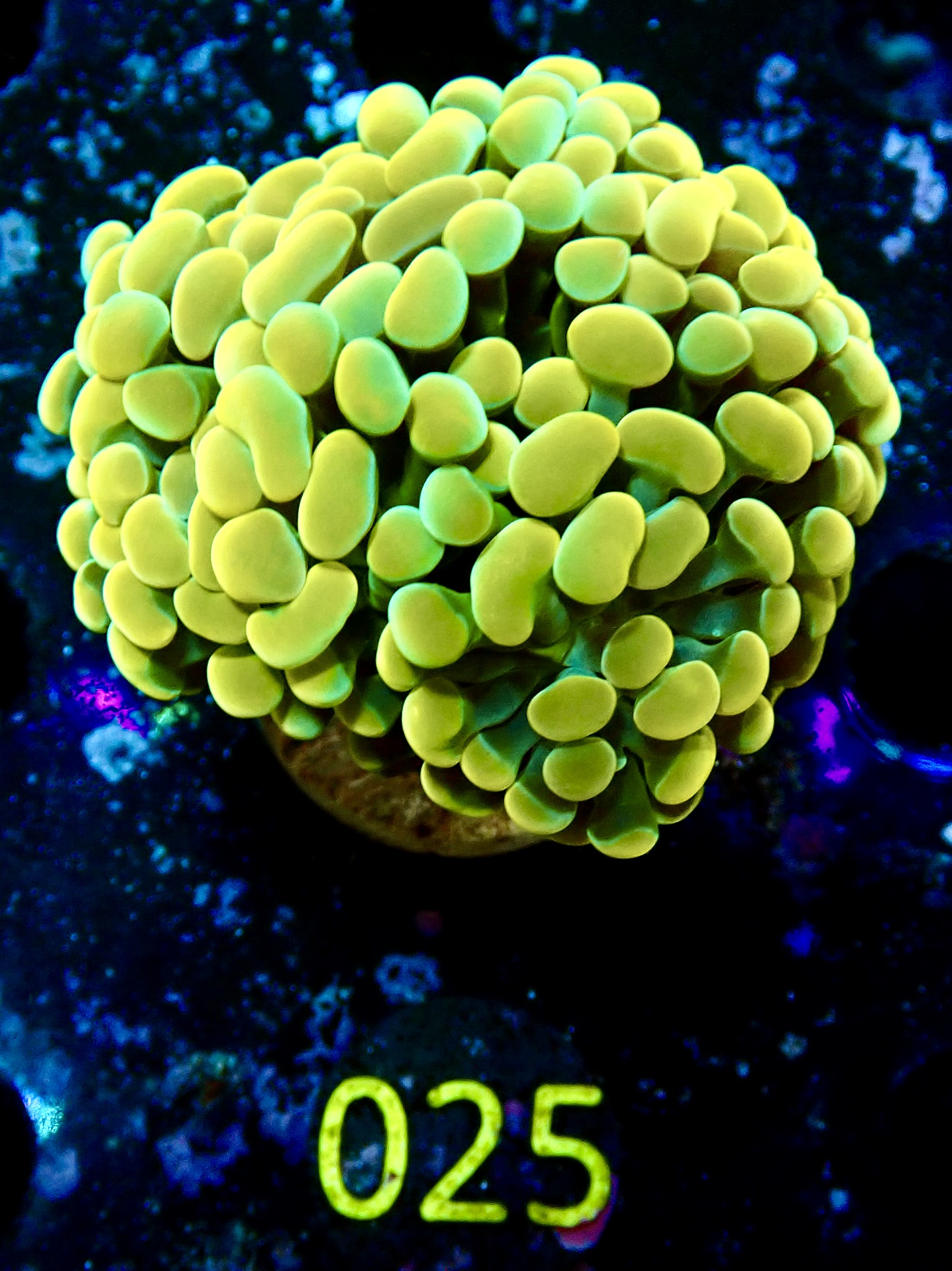 Euphyllia paraancora gold