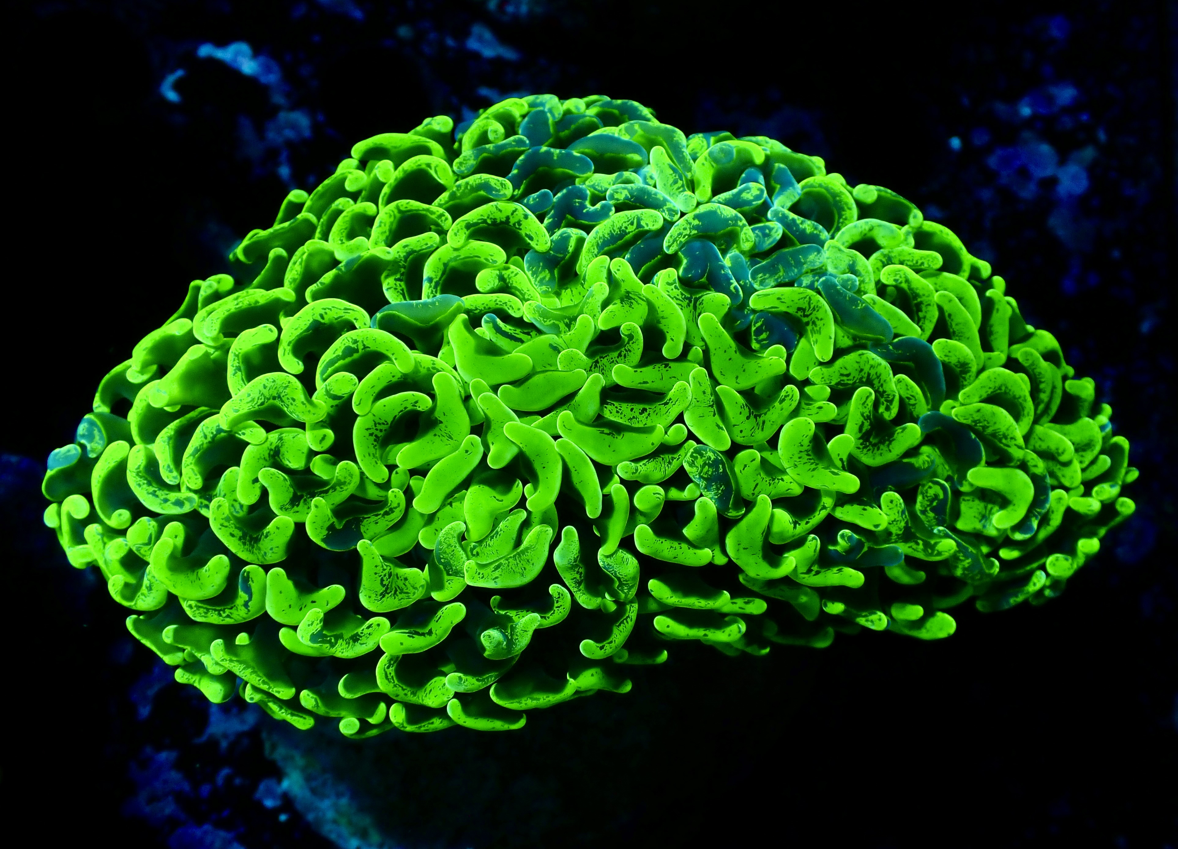 Euphyllia ancora ultra
