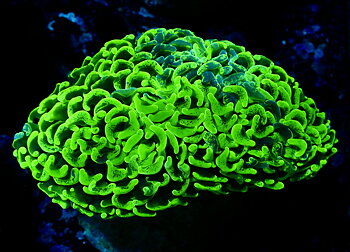 Euphyllia ancora ultra