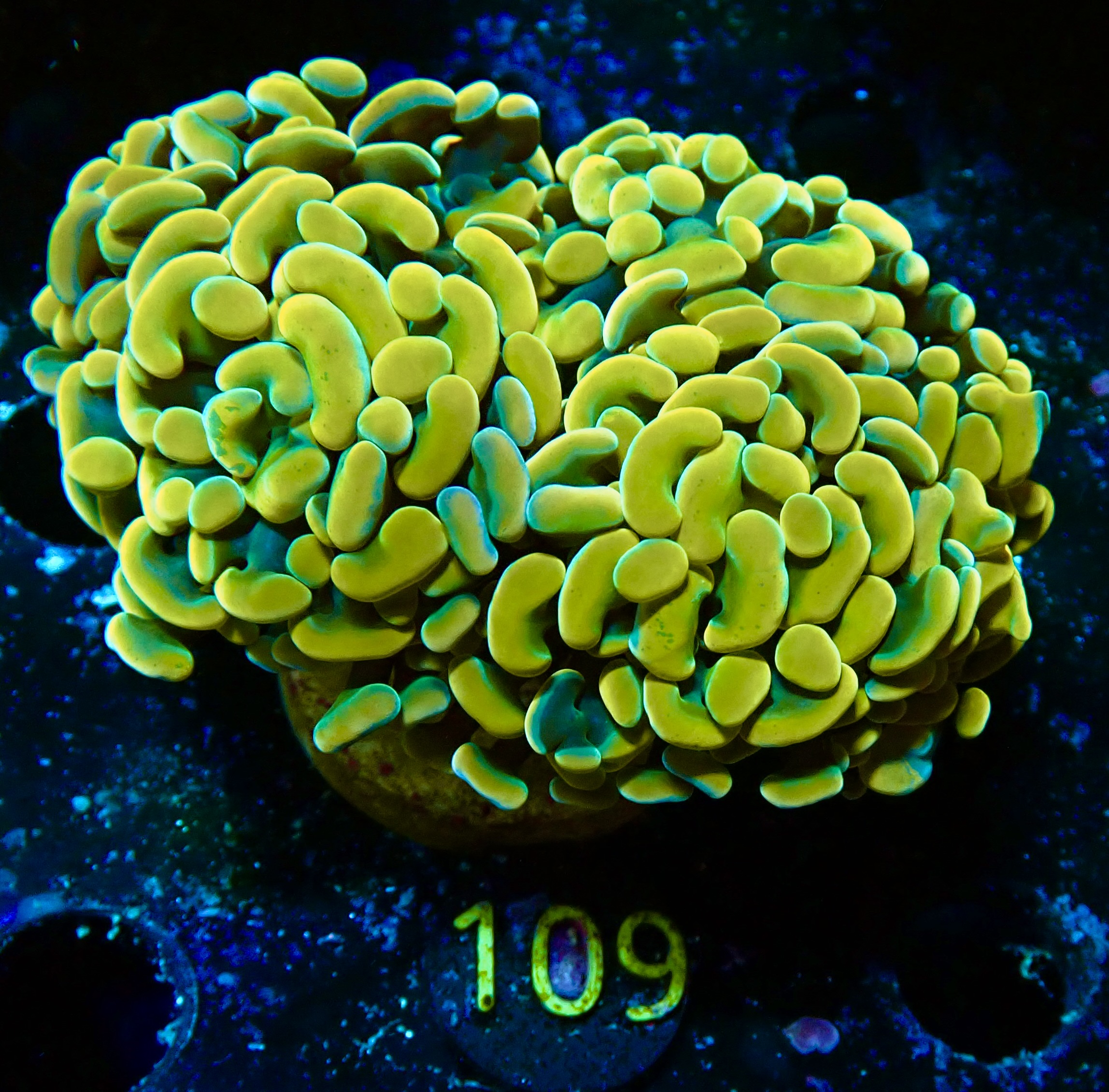 Euphyllia paraancora golden