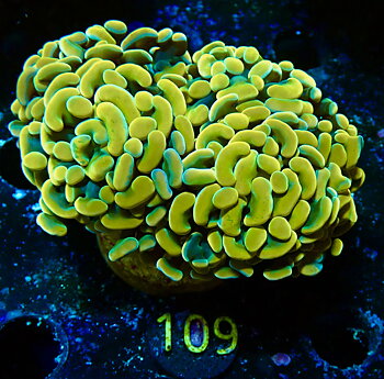 Euphyllia paraancora golden