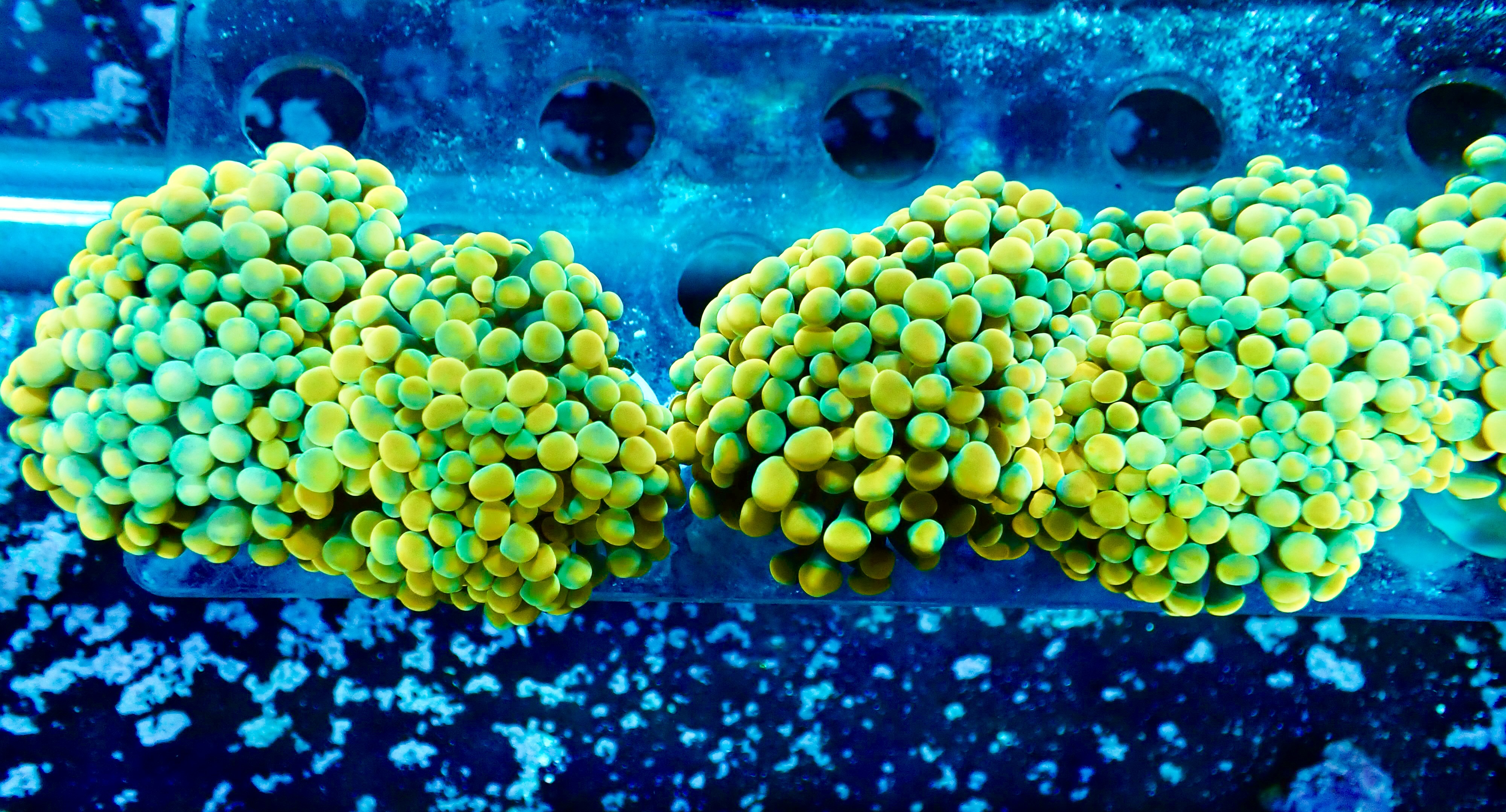 Euphyllia paraancora Golden fraggar, price per 1/h