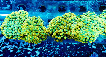 Euphyllia paraancora Golden fraggar, price per 1/h