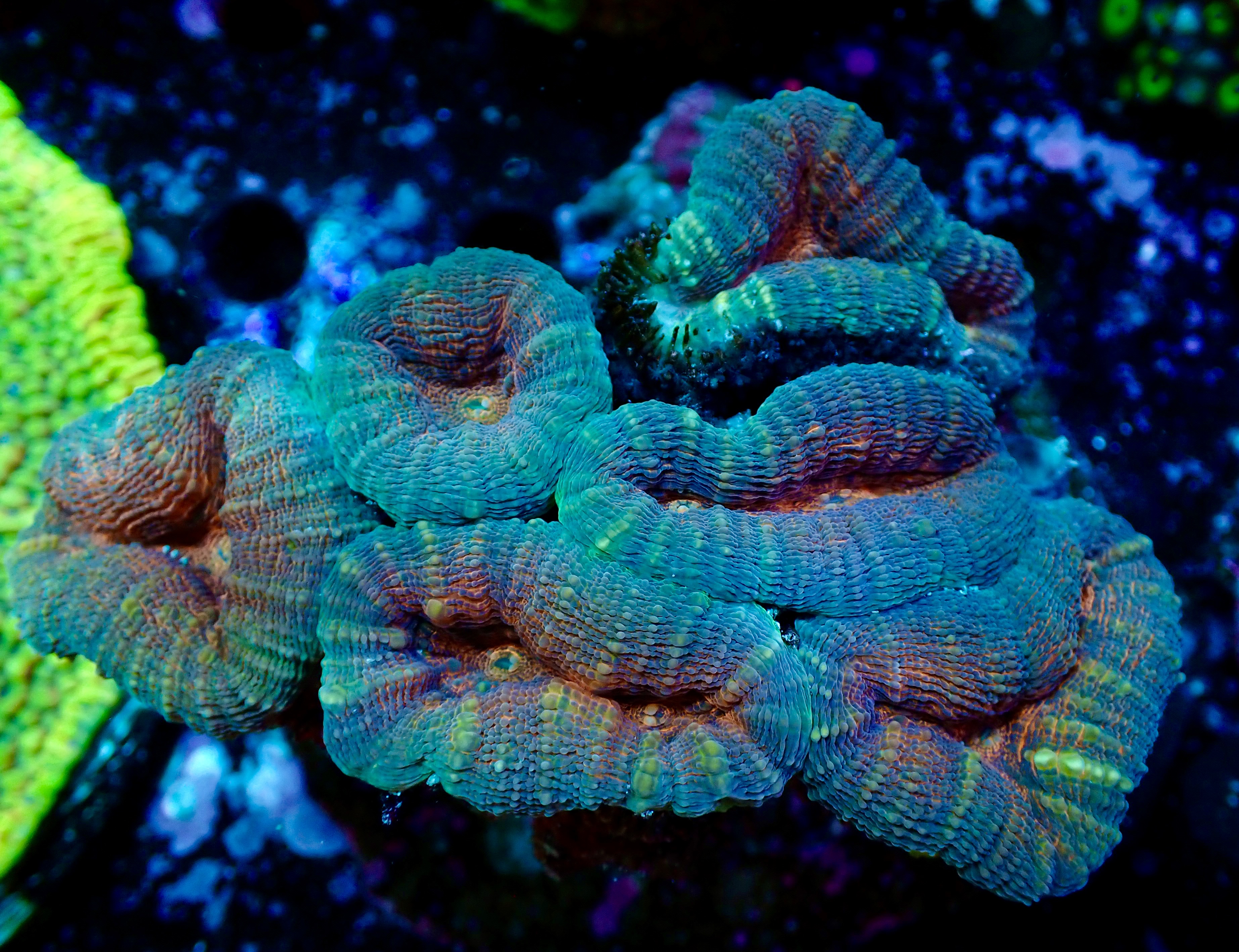 Lobophyllia sp.  Ultra Split Color Colony