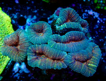 Lobophyllia sp.  Ultra Split Color Colony