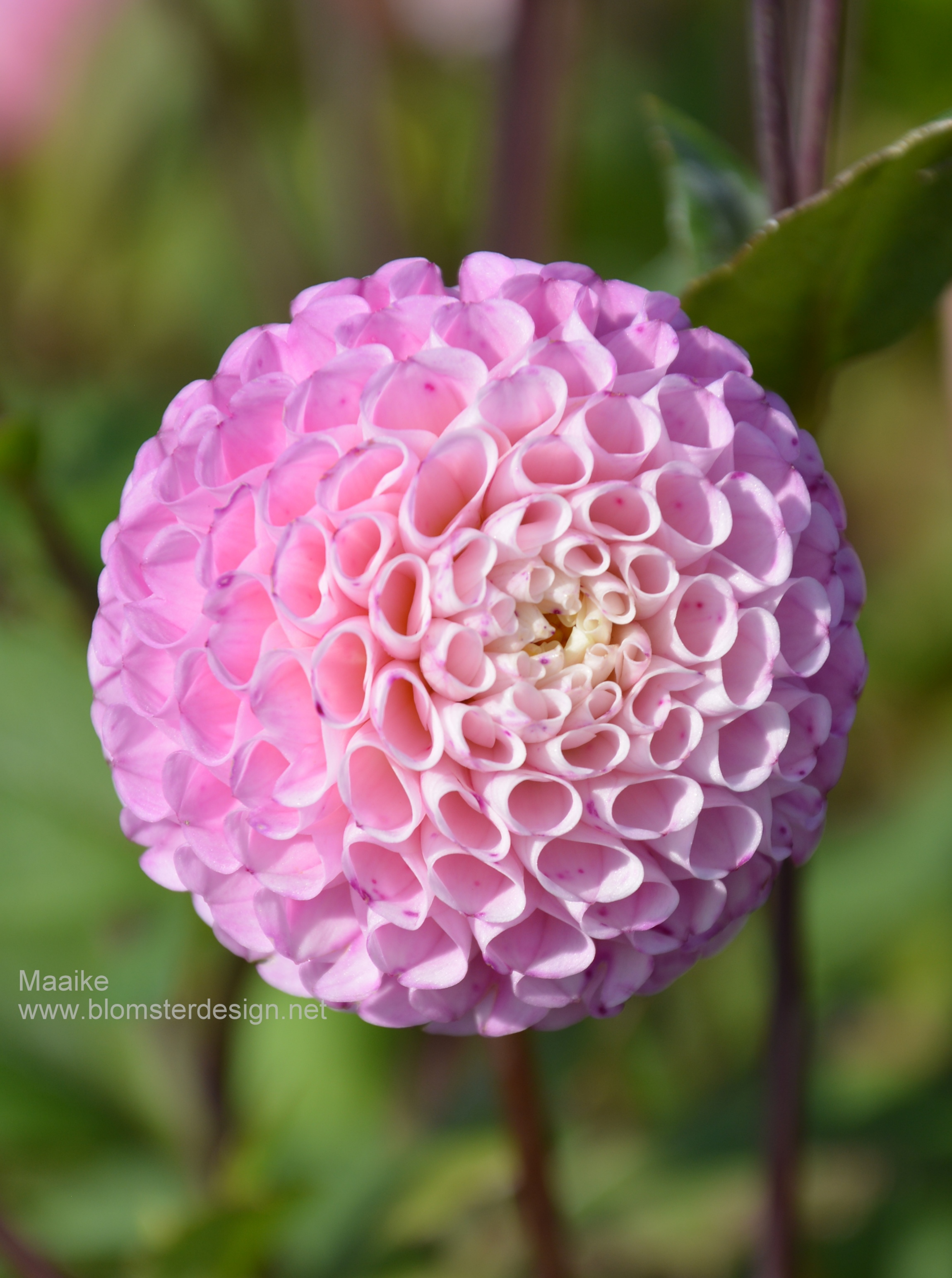 Dahlia Maaike - Blomsterdesign i Landskrona