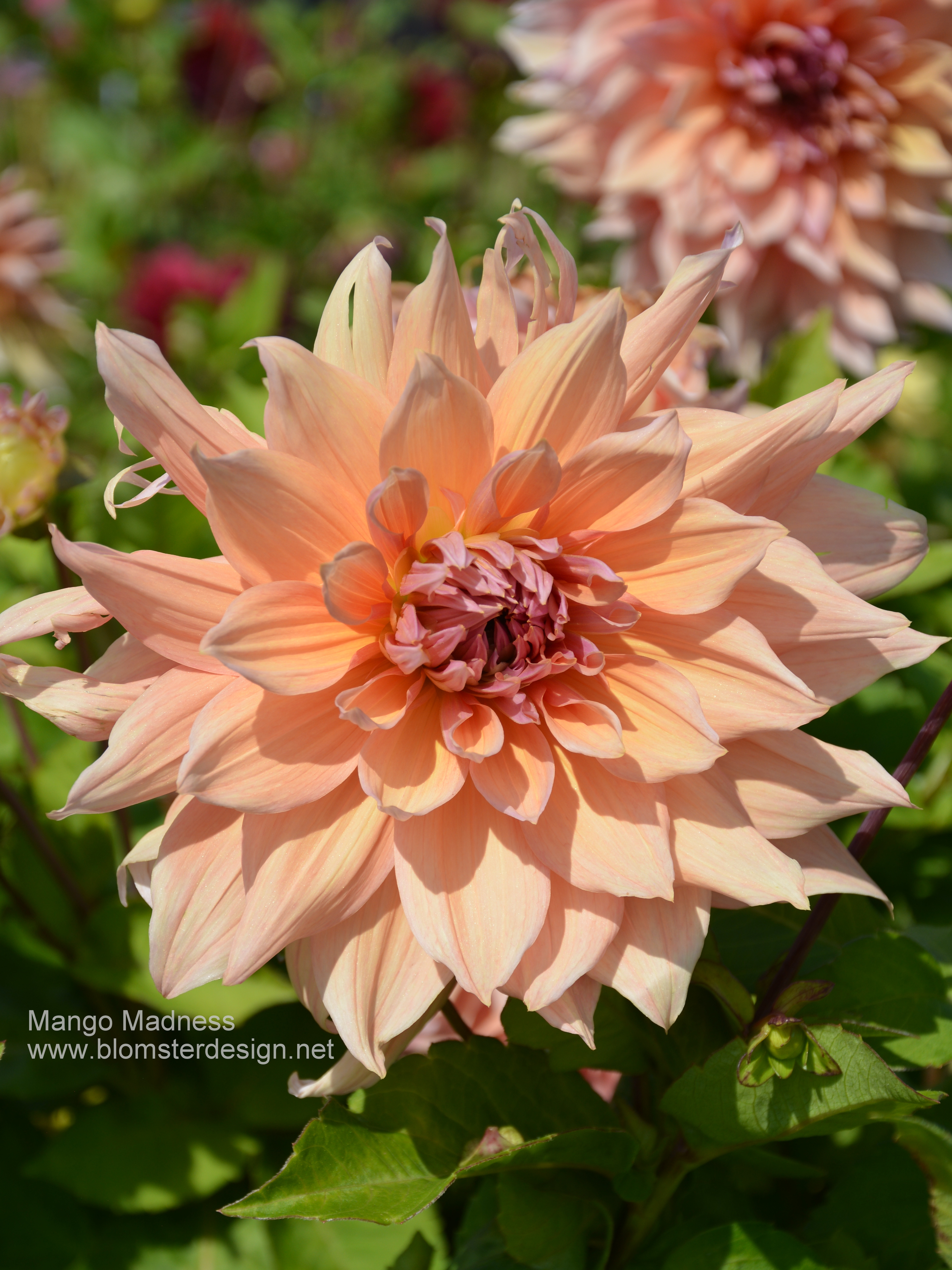Dahlia Mango Madness