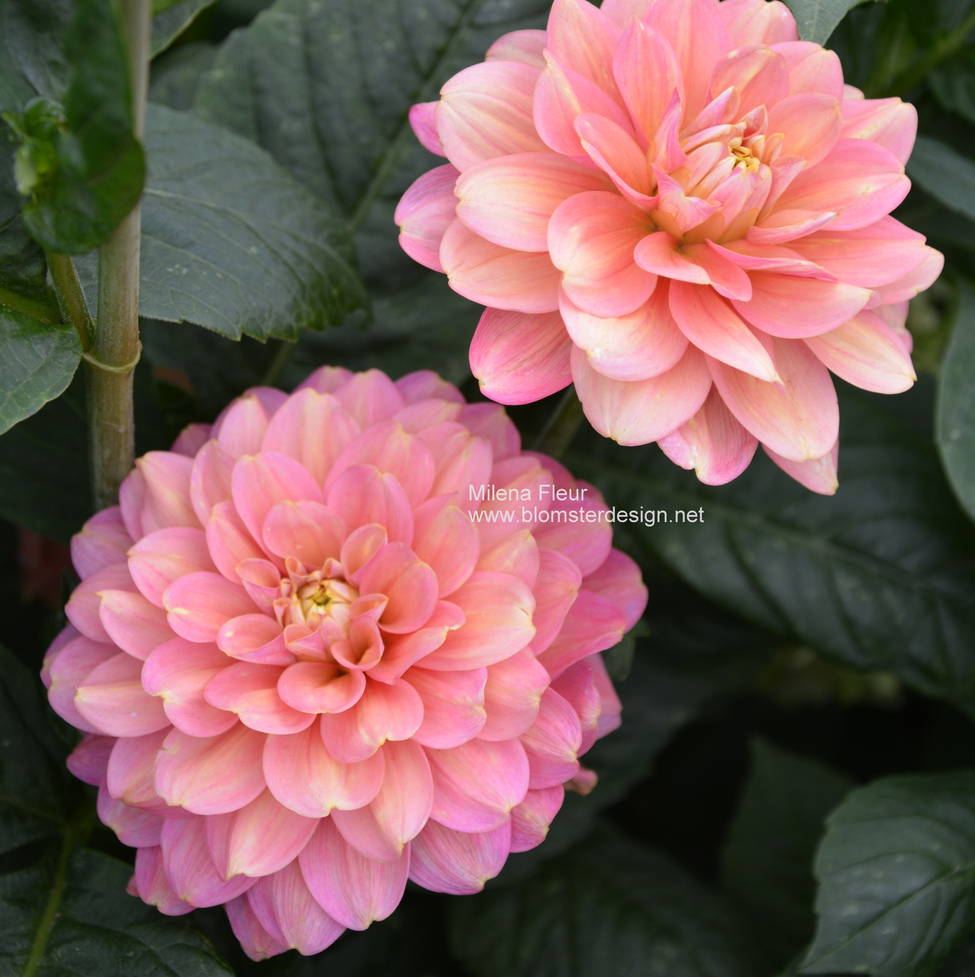 Dahlia Milena Fleur - 4