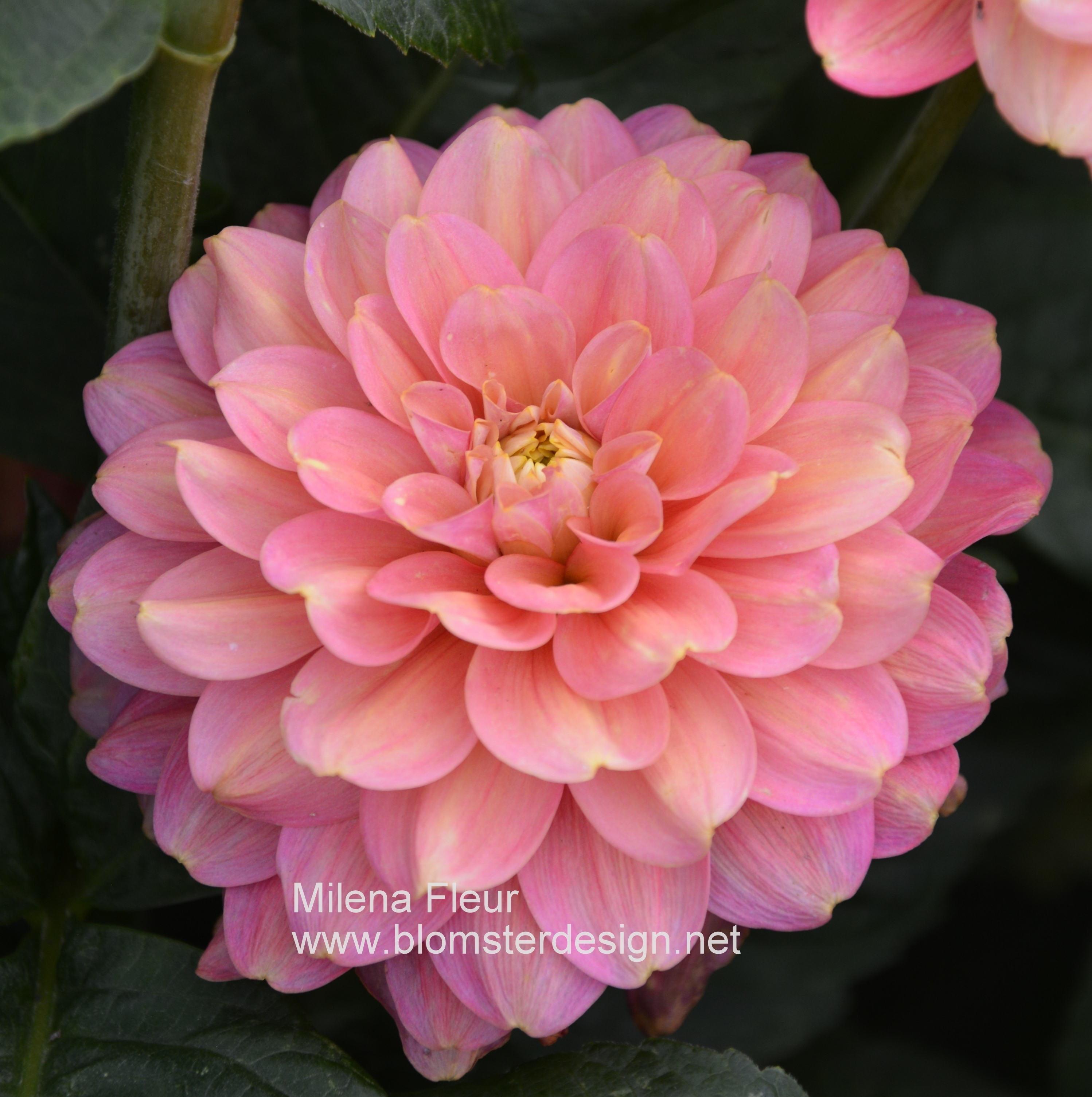 Dahlia Milena Fleur - 3