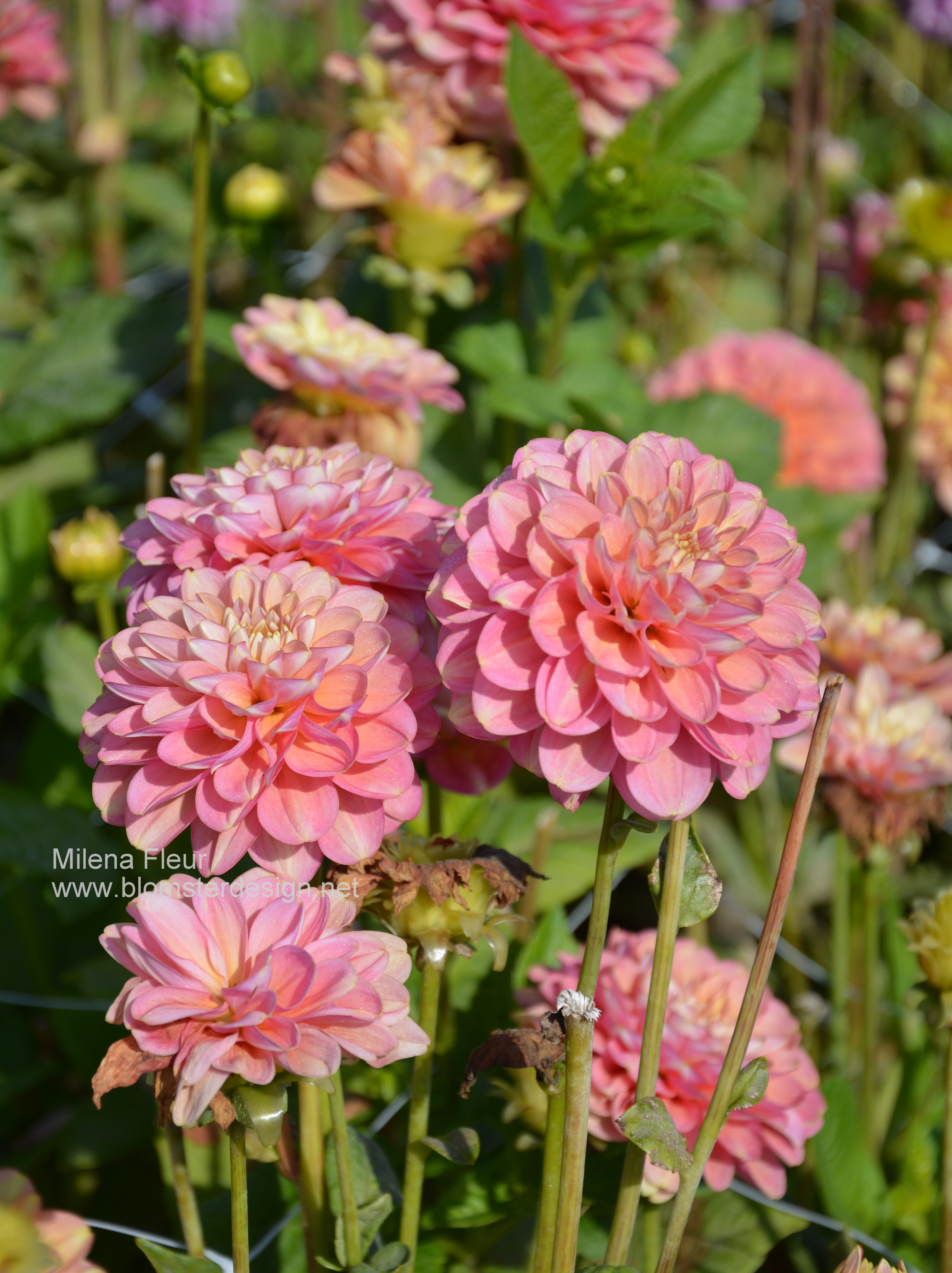 Dahlia Milena Fleur