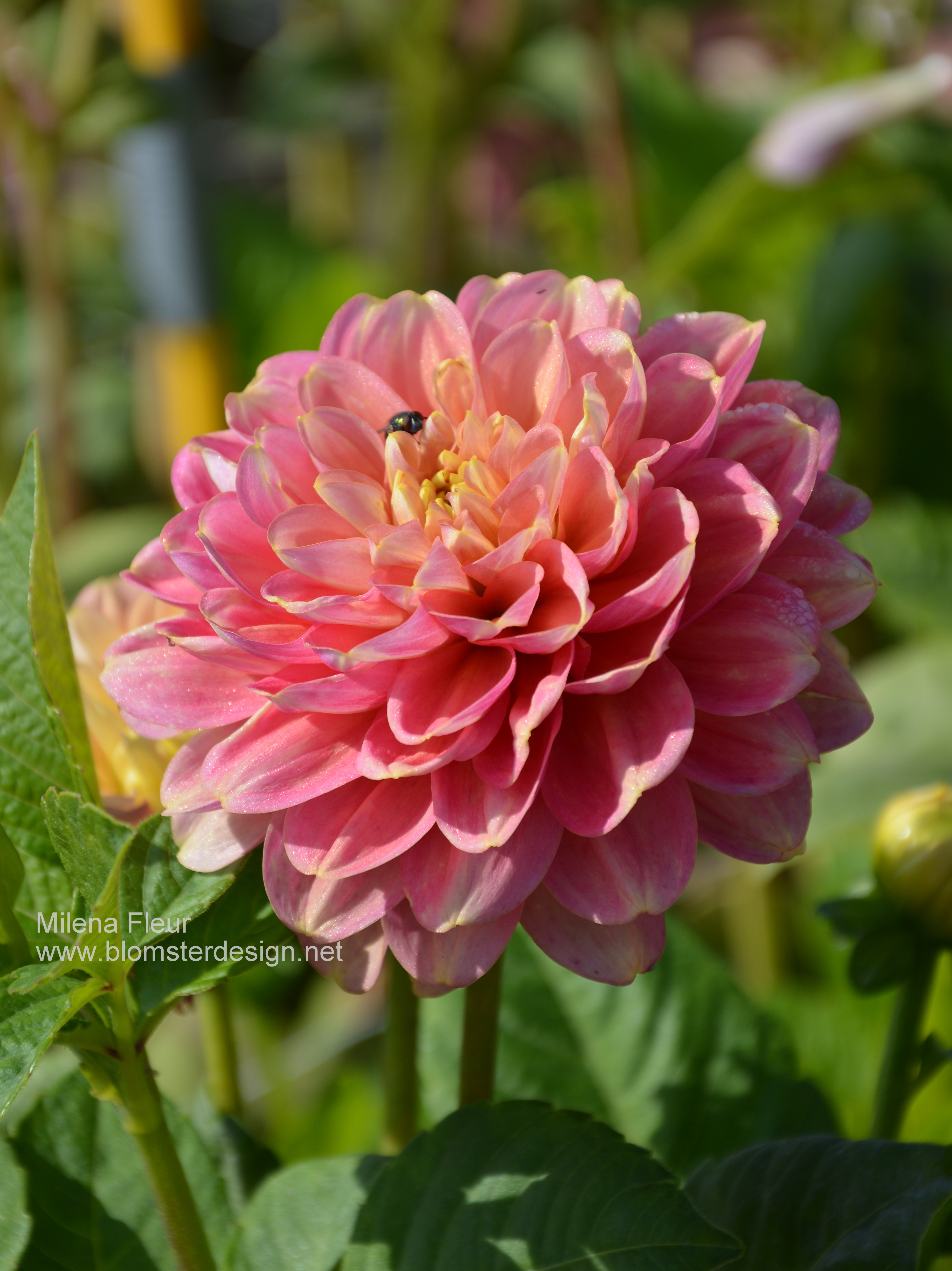 Dahlia Milena Fleur