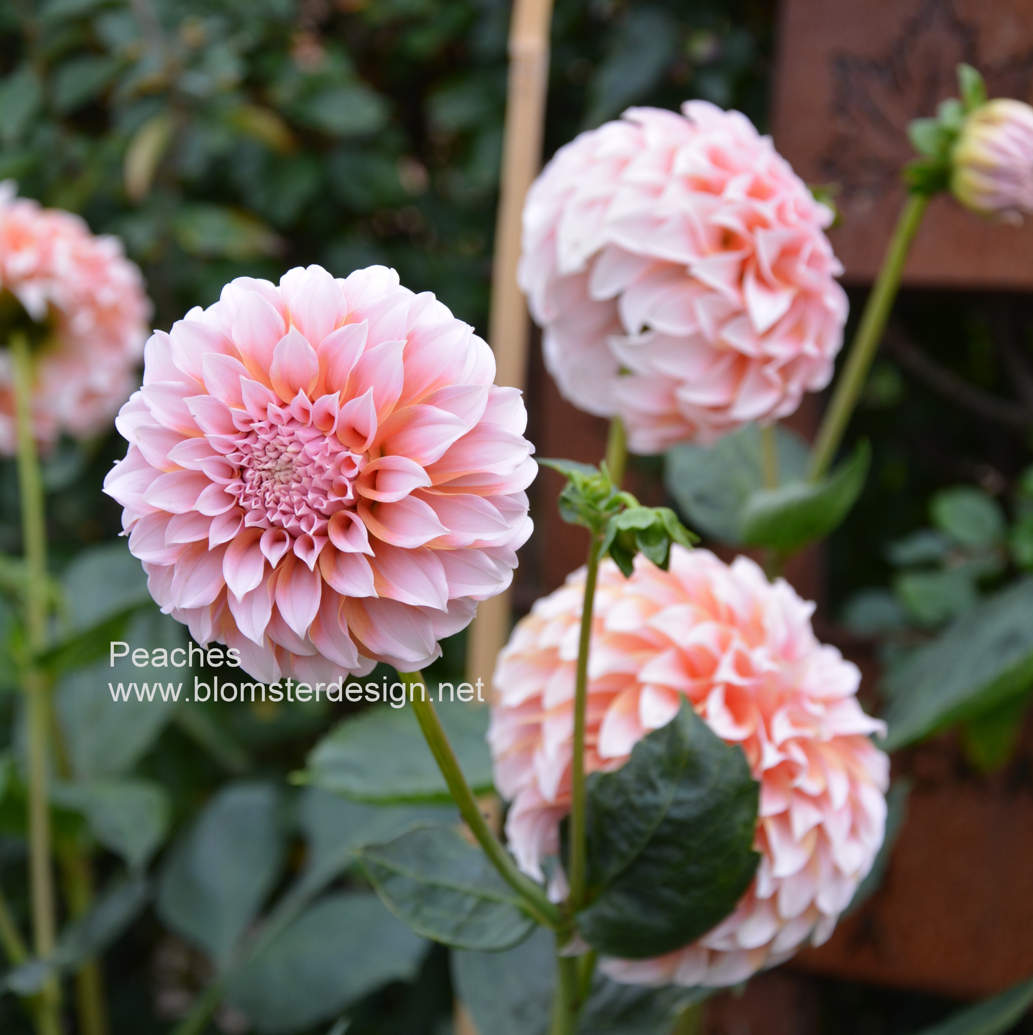 Dahlia Peaches