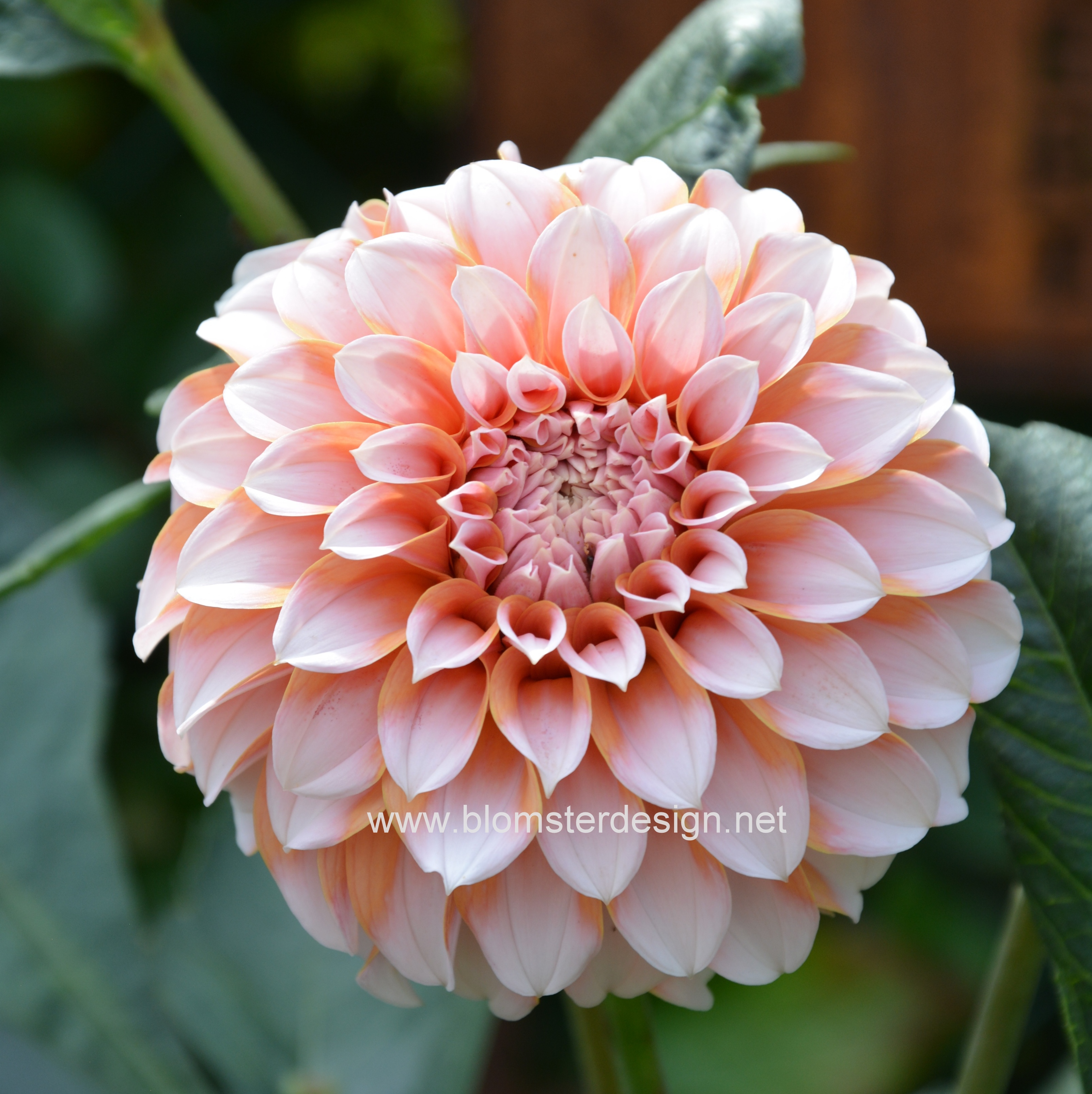 Dahlia Peaches - 3