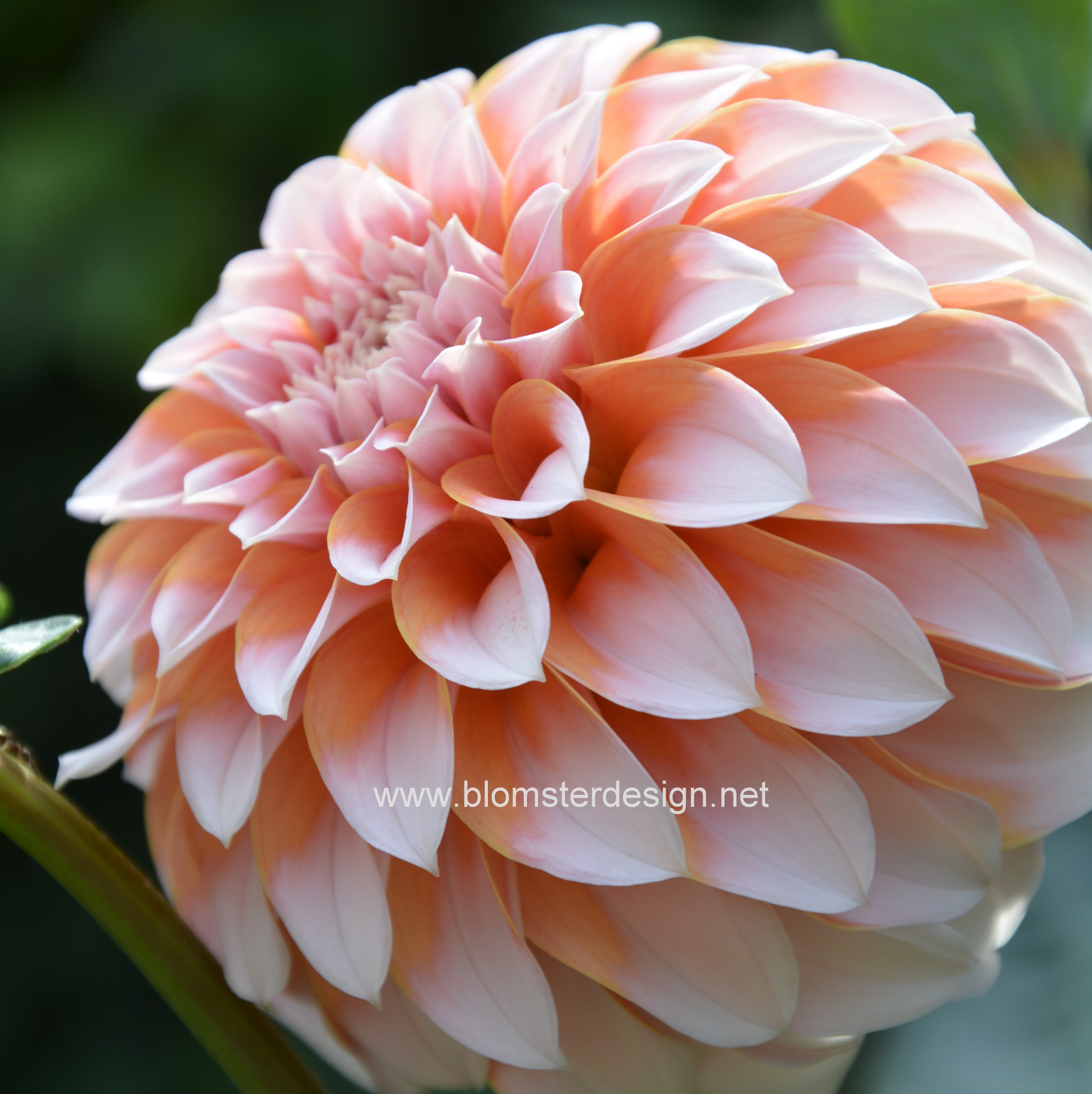 Dahlia Peaches - 4