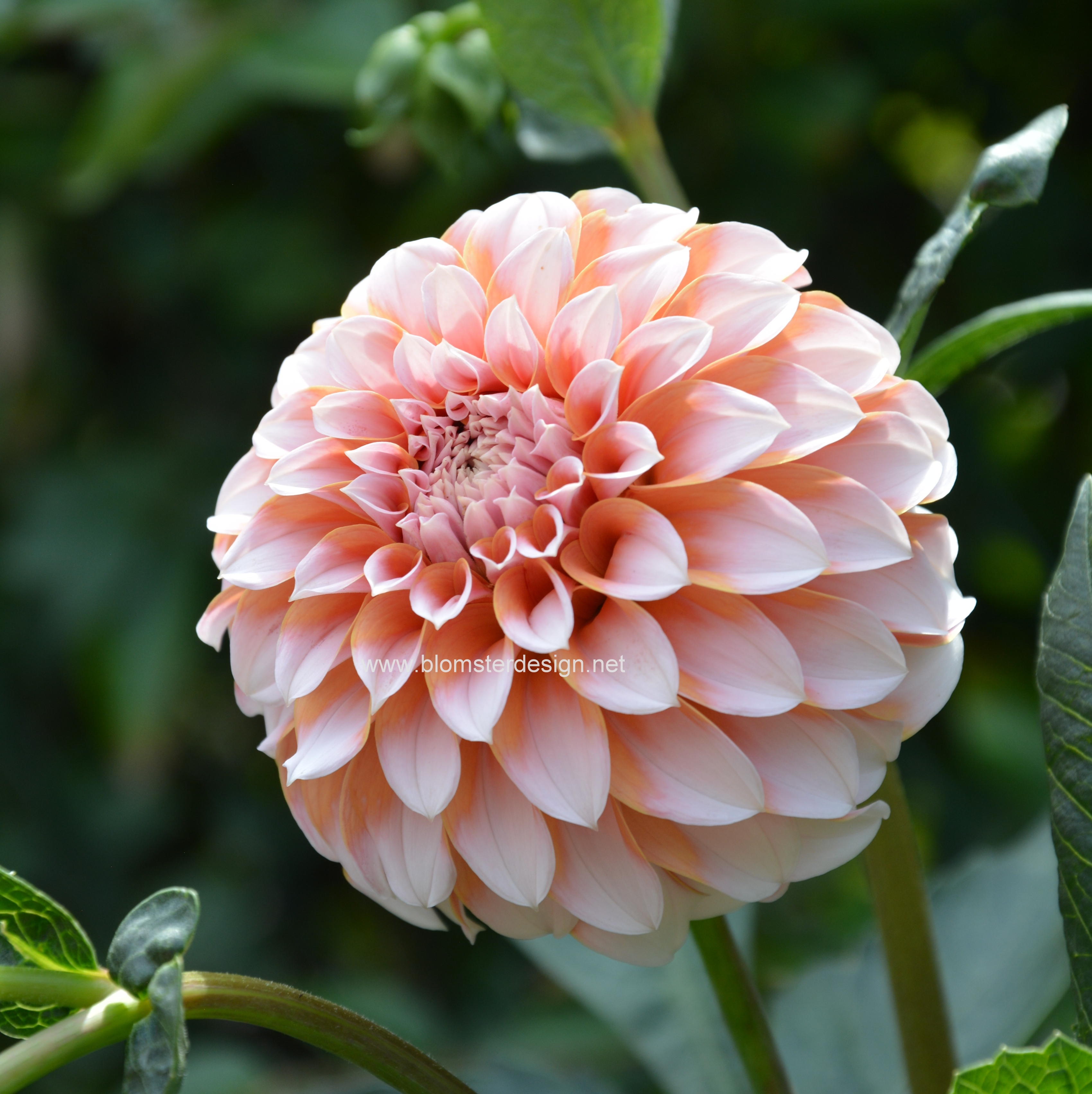 Dahlia Peaches