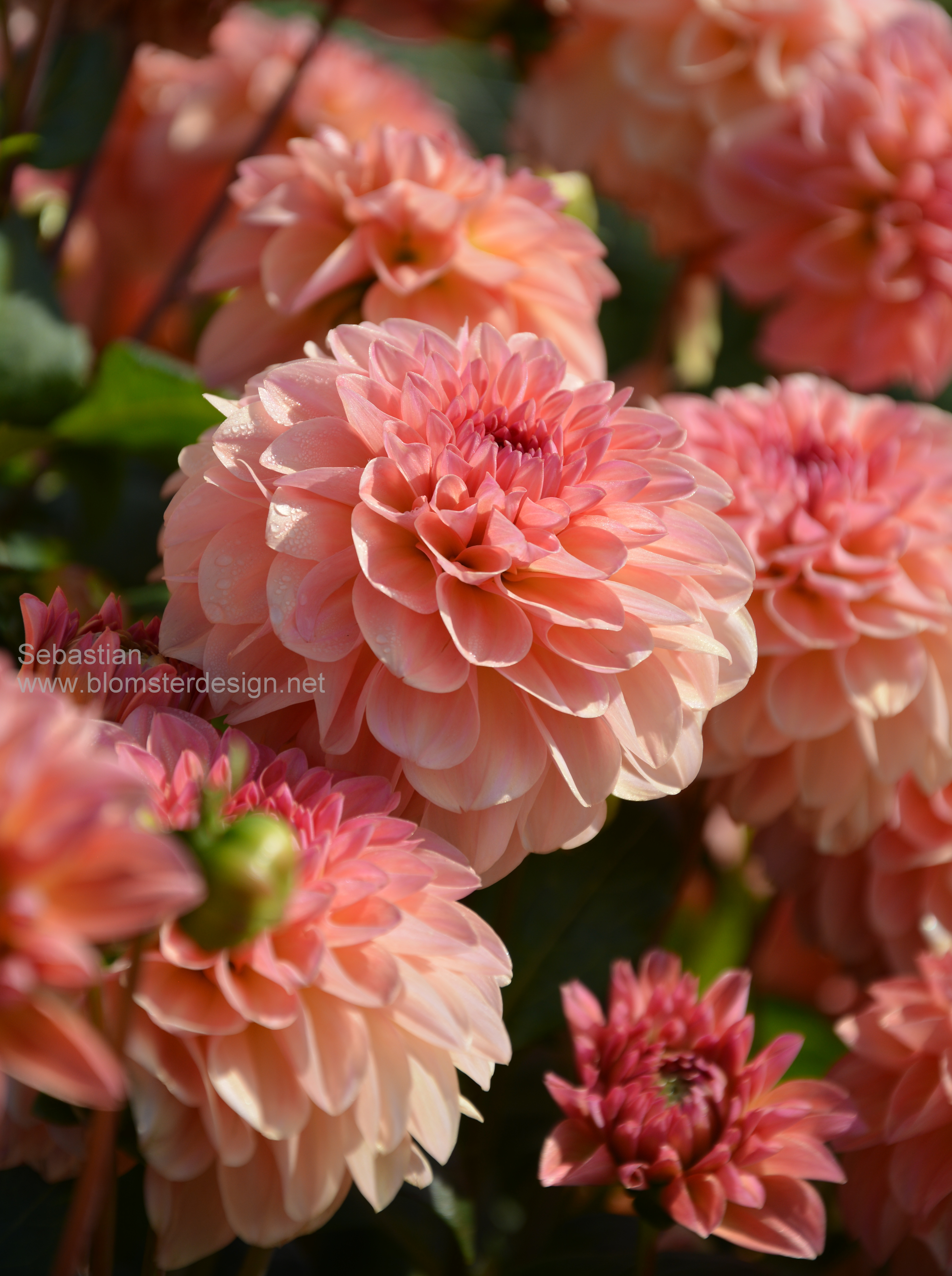 Dahlia Sebastian