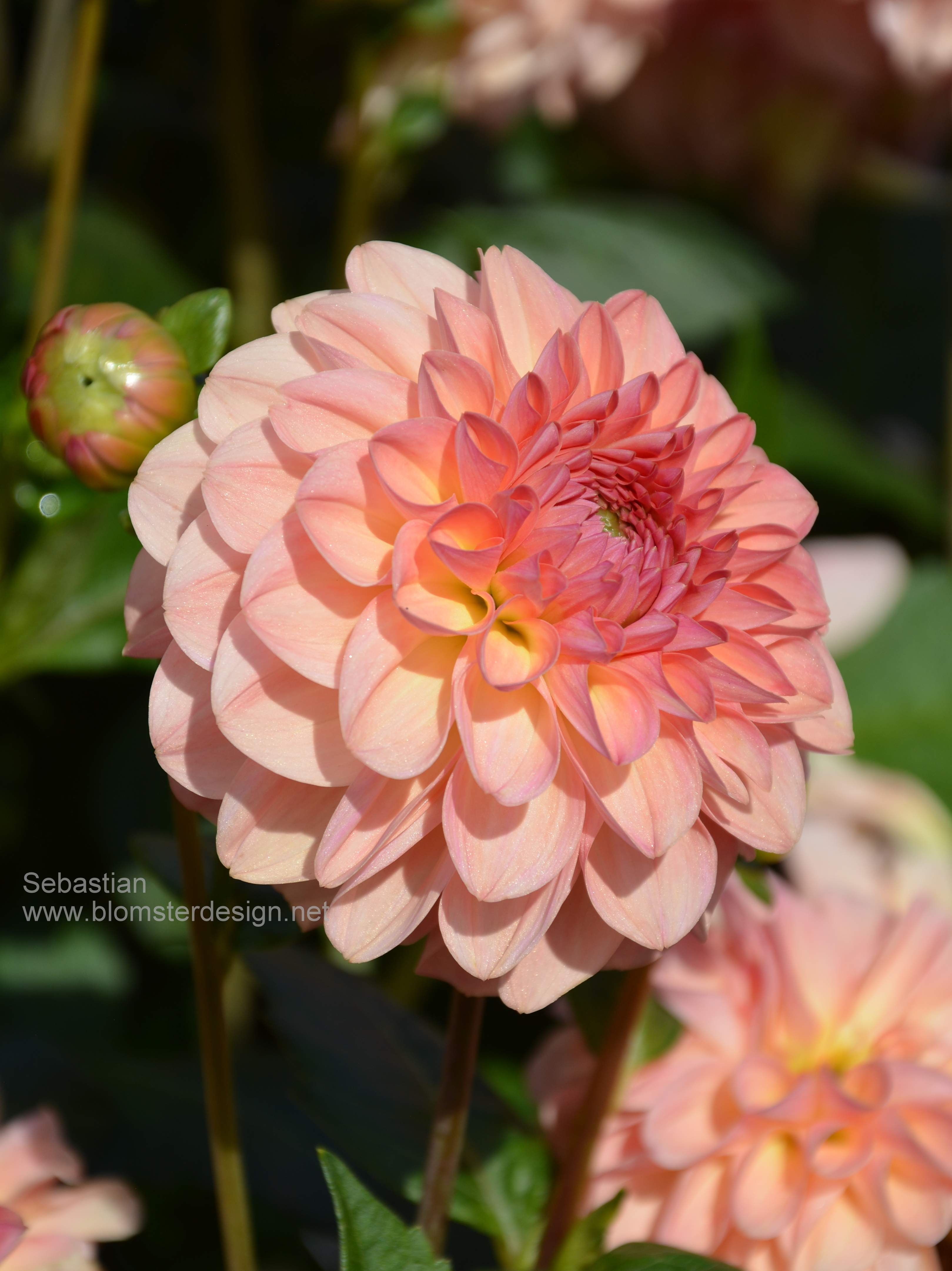 Dahlia Sebastian - 3