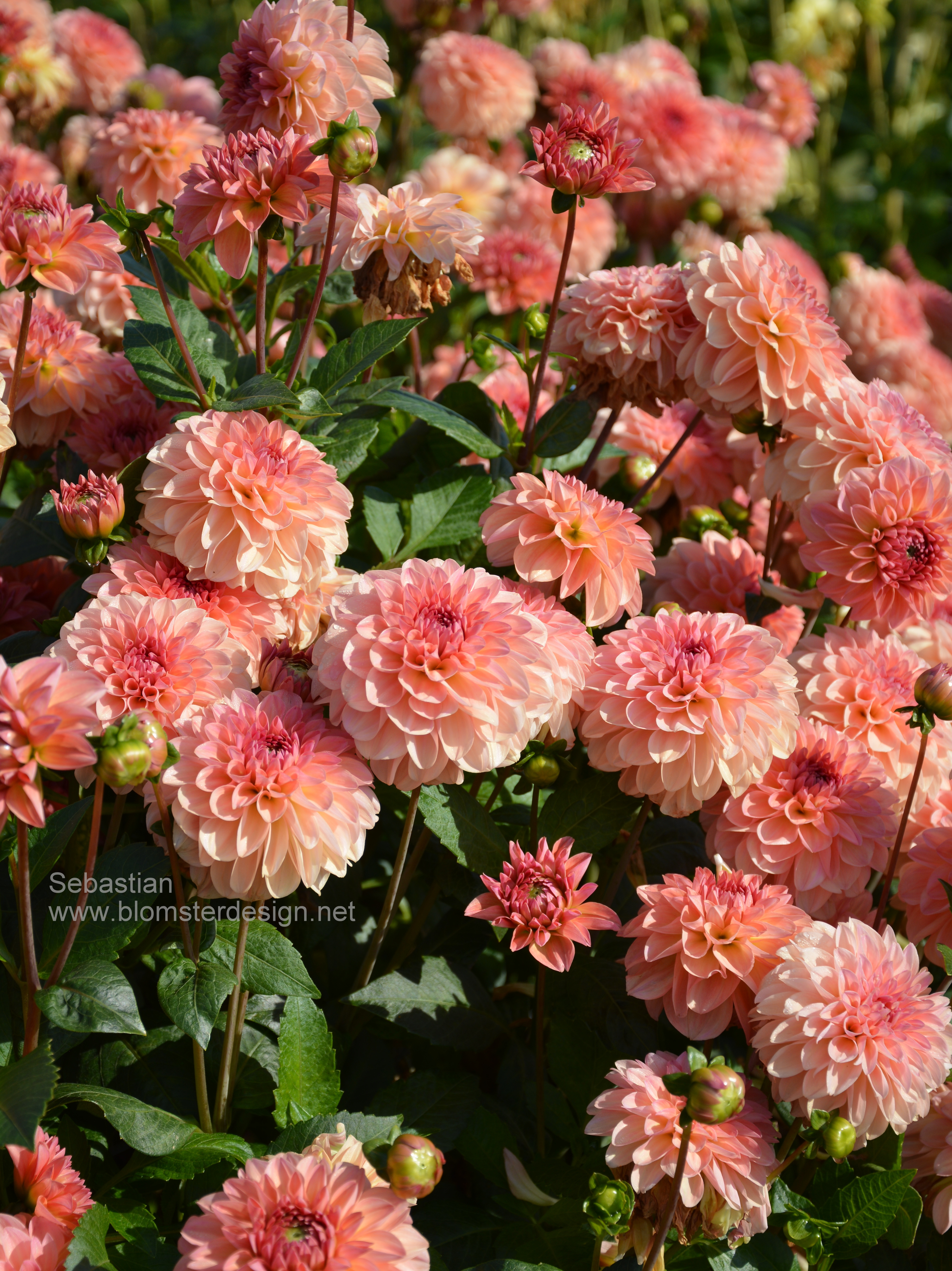 Dahlia Sebastian