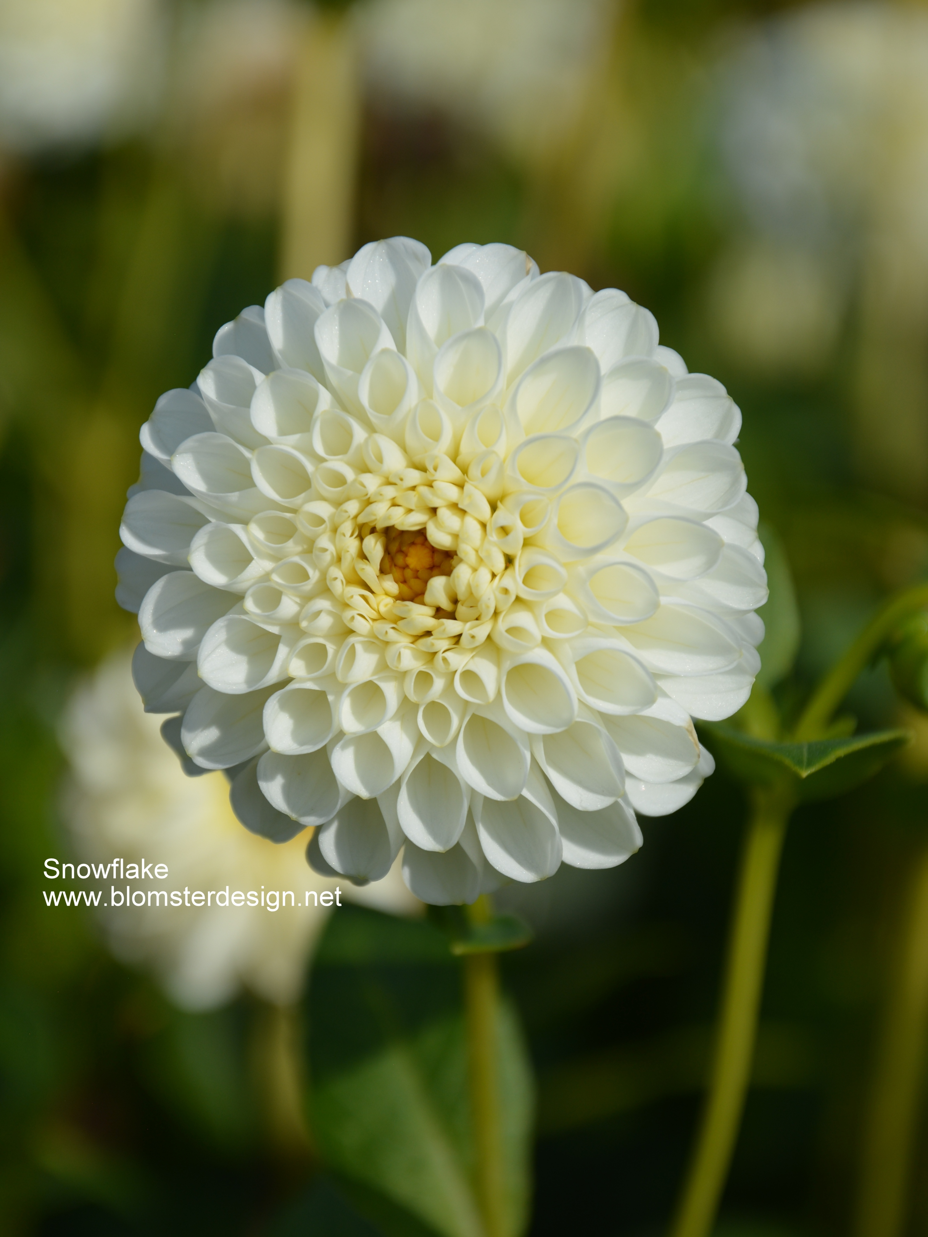 Dahlia Snowflake